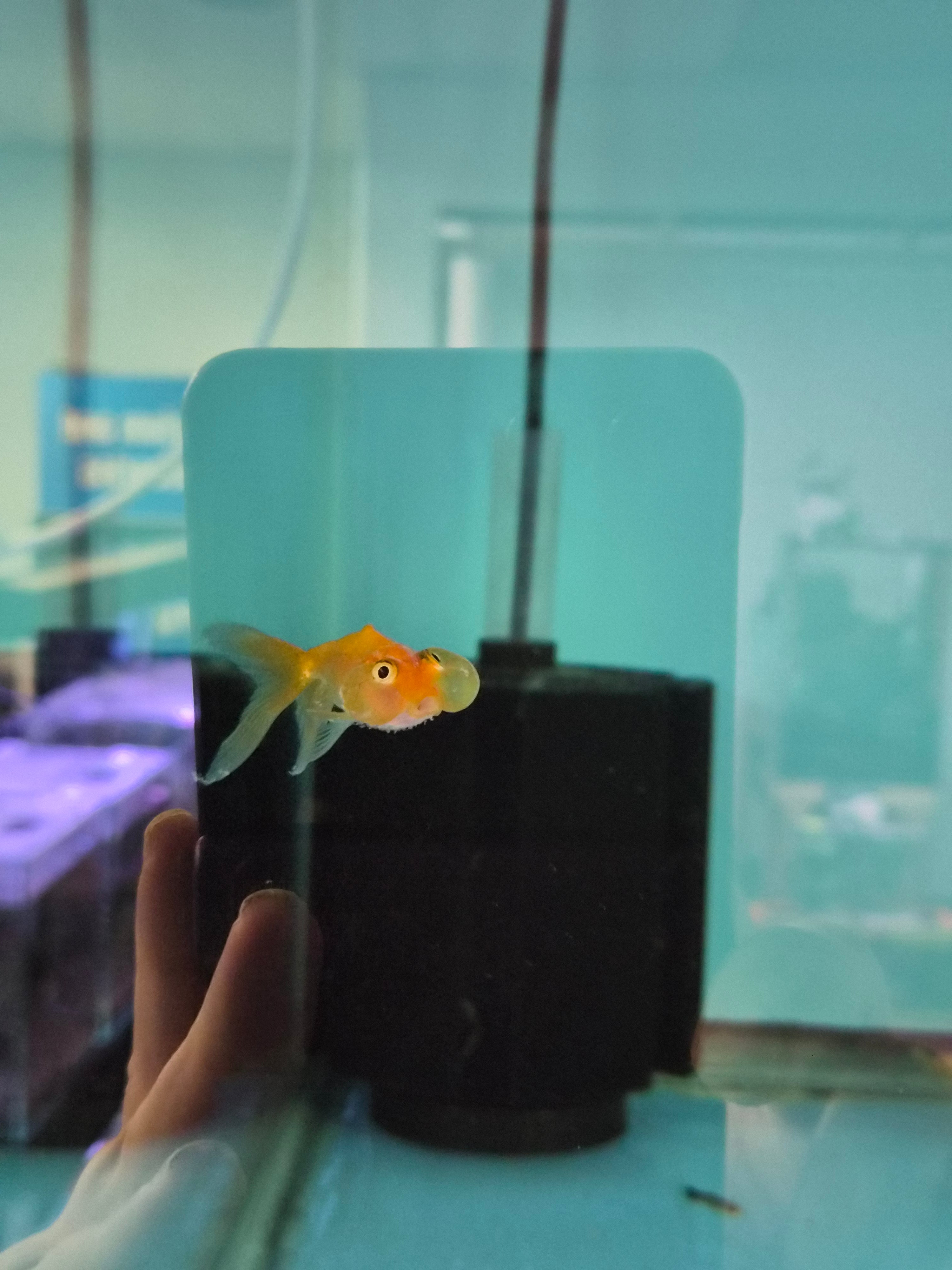 Bubble Eye Goldfish