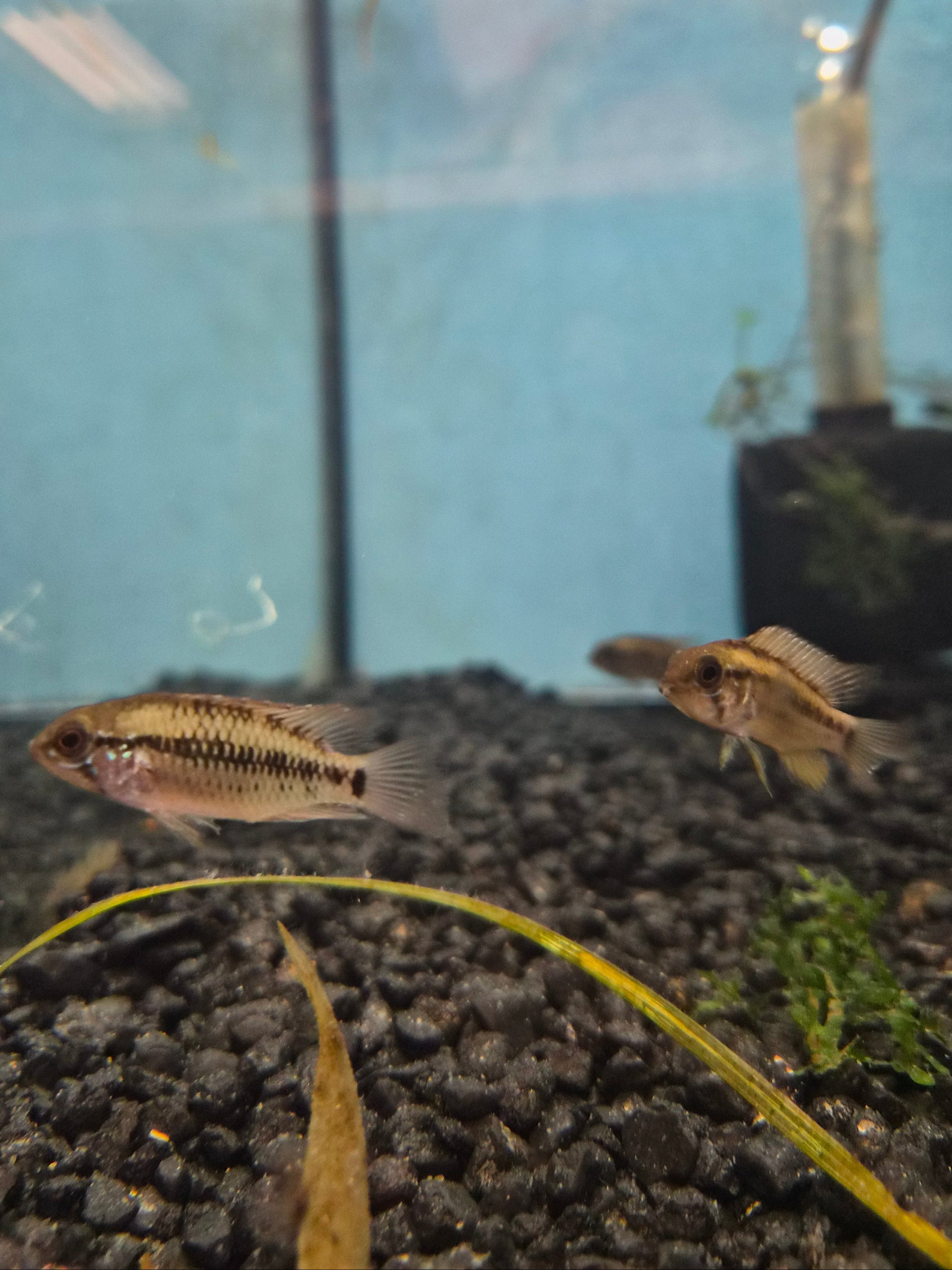 Apisto Vievita Red