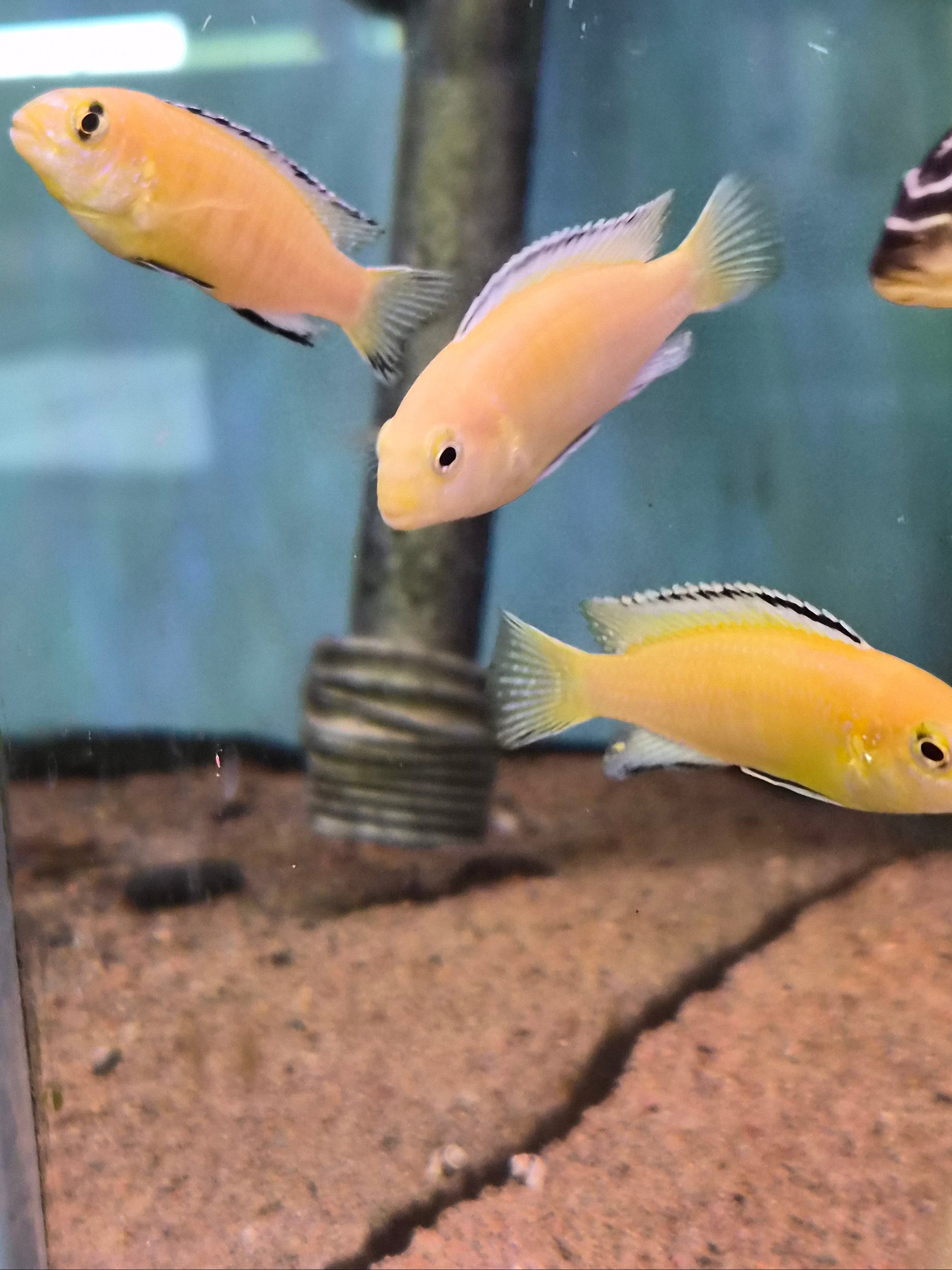 Labidi Electric Yellow
