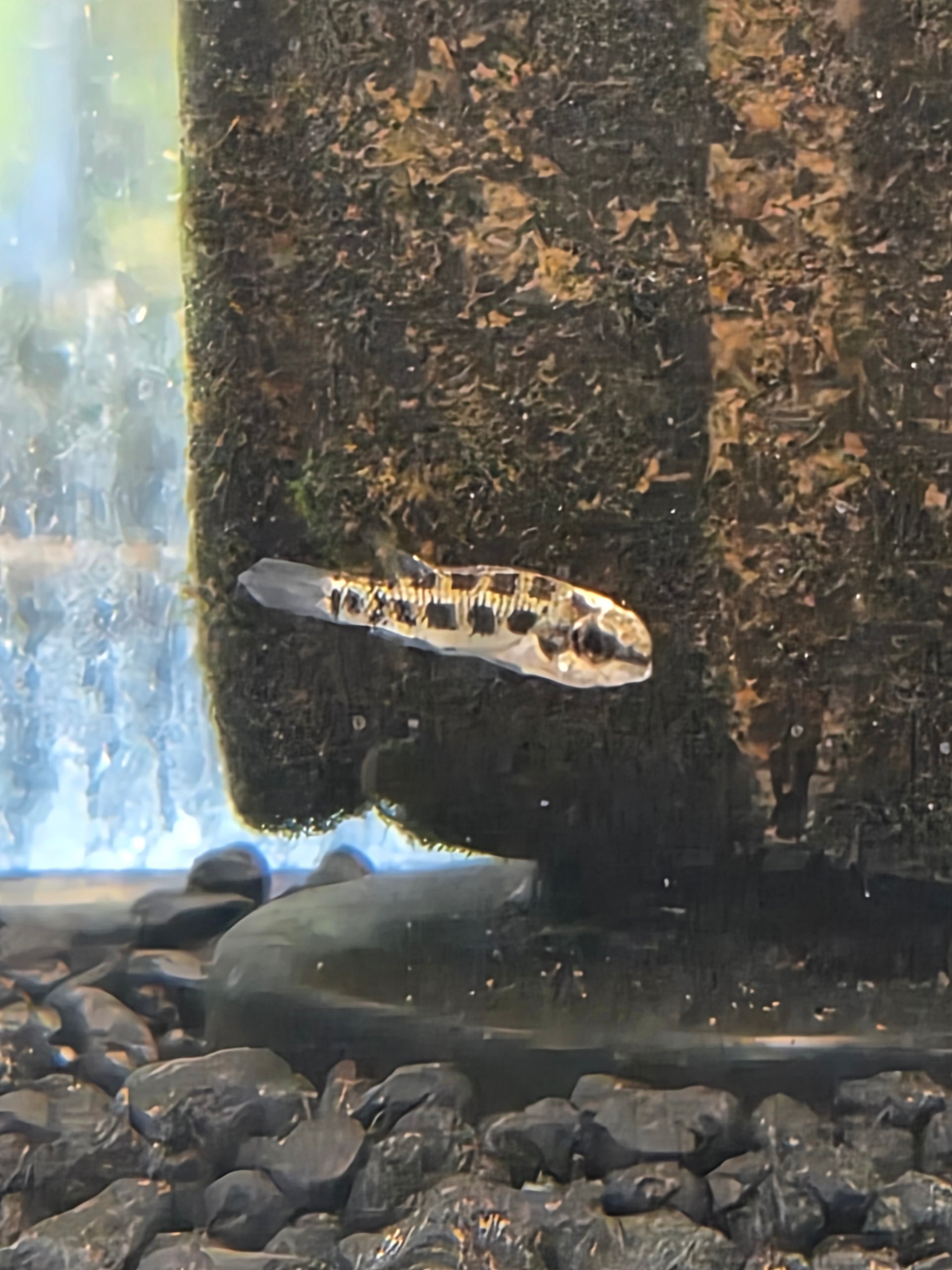 Lyre Tail Checkerboard Cichlids