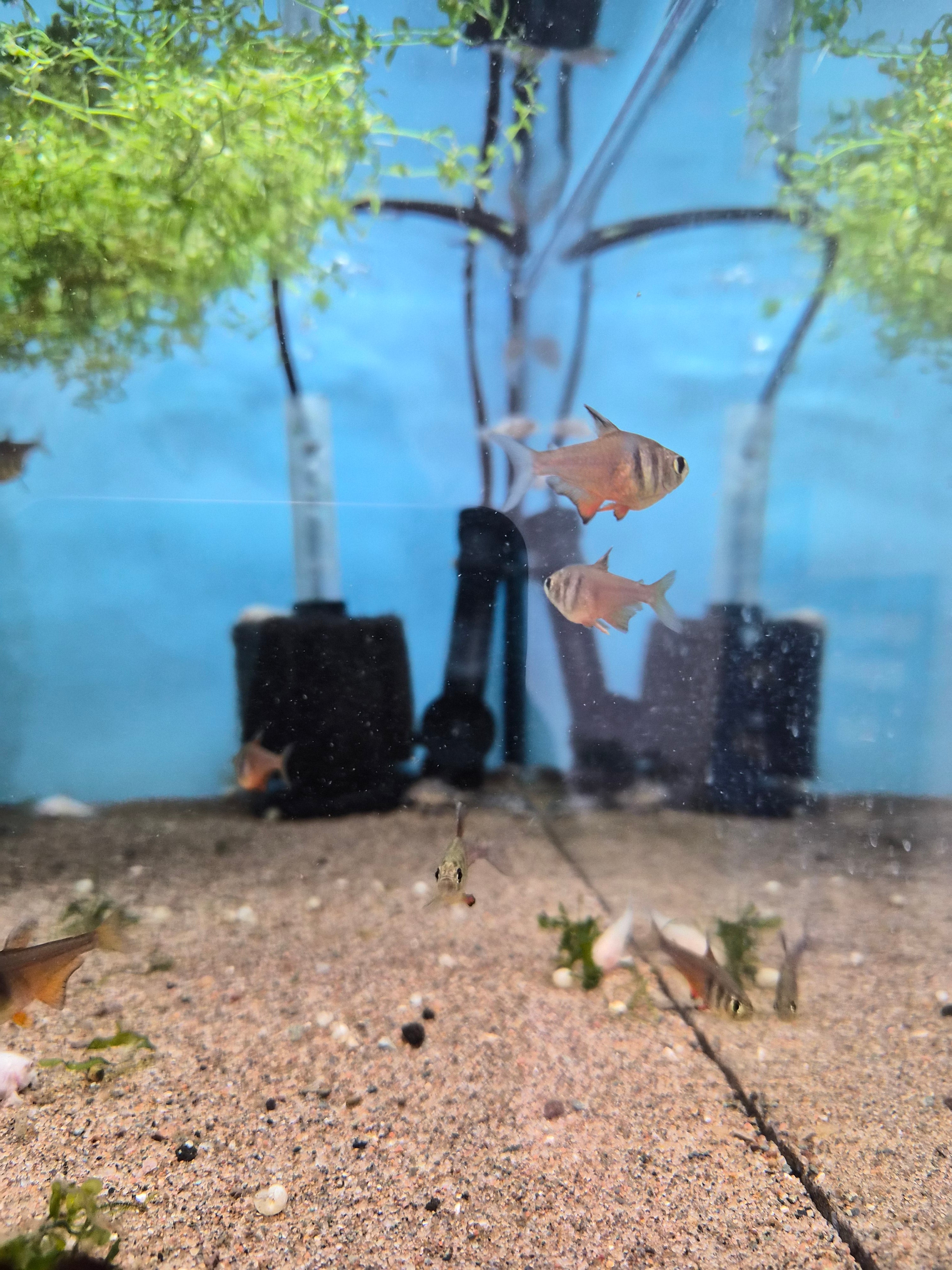 Orange Rio Tetra