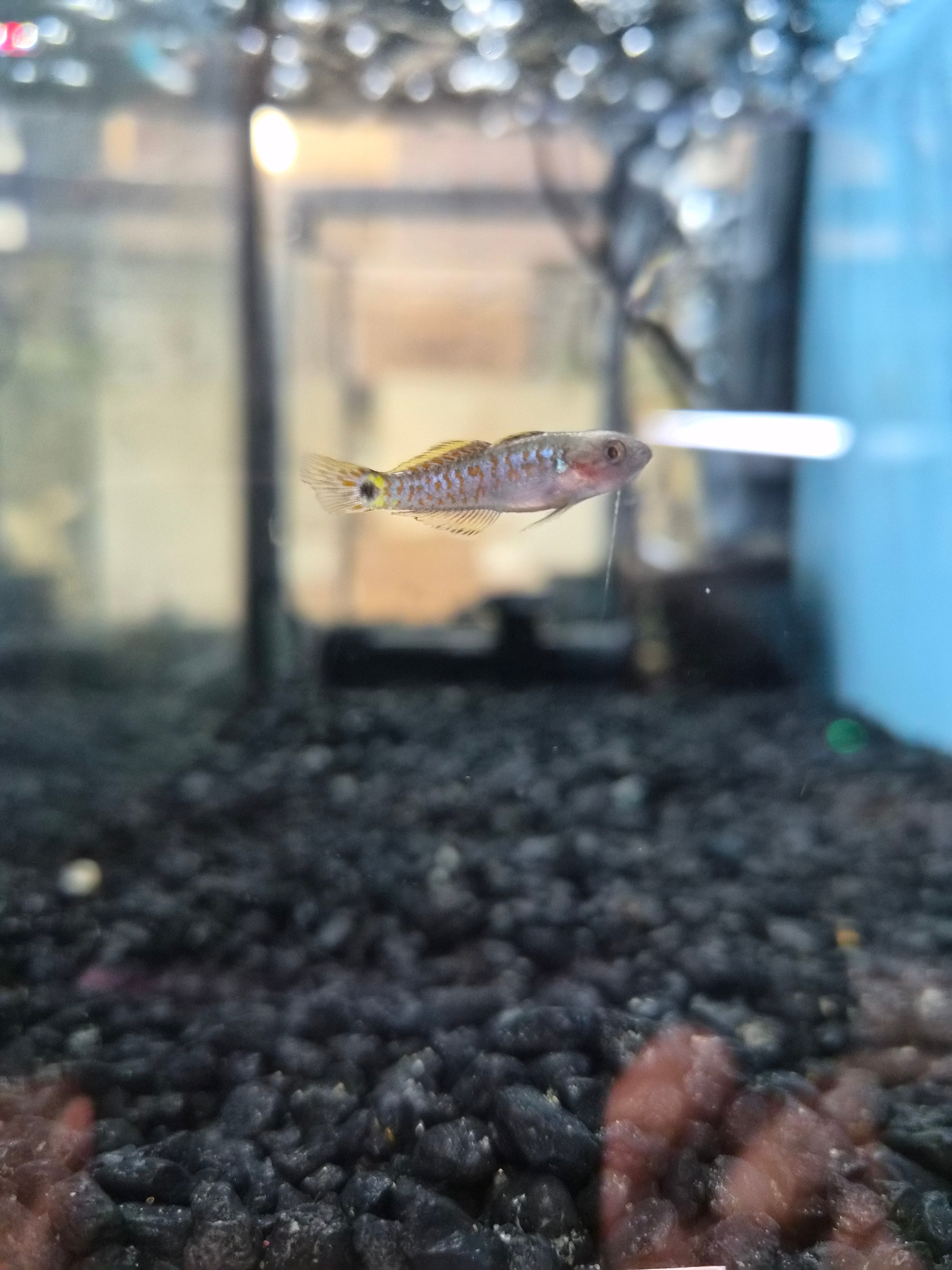 Peacock Gudgeon