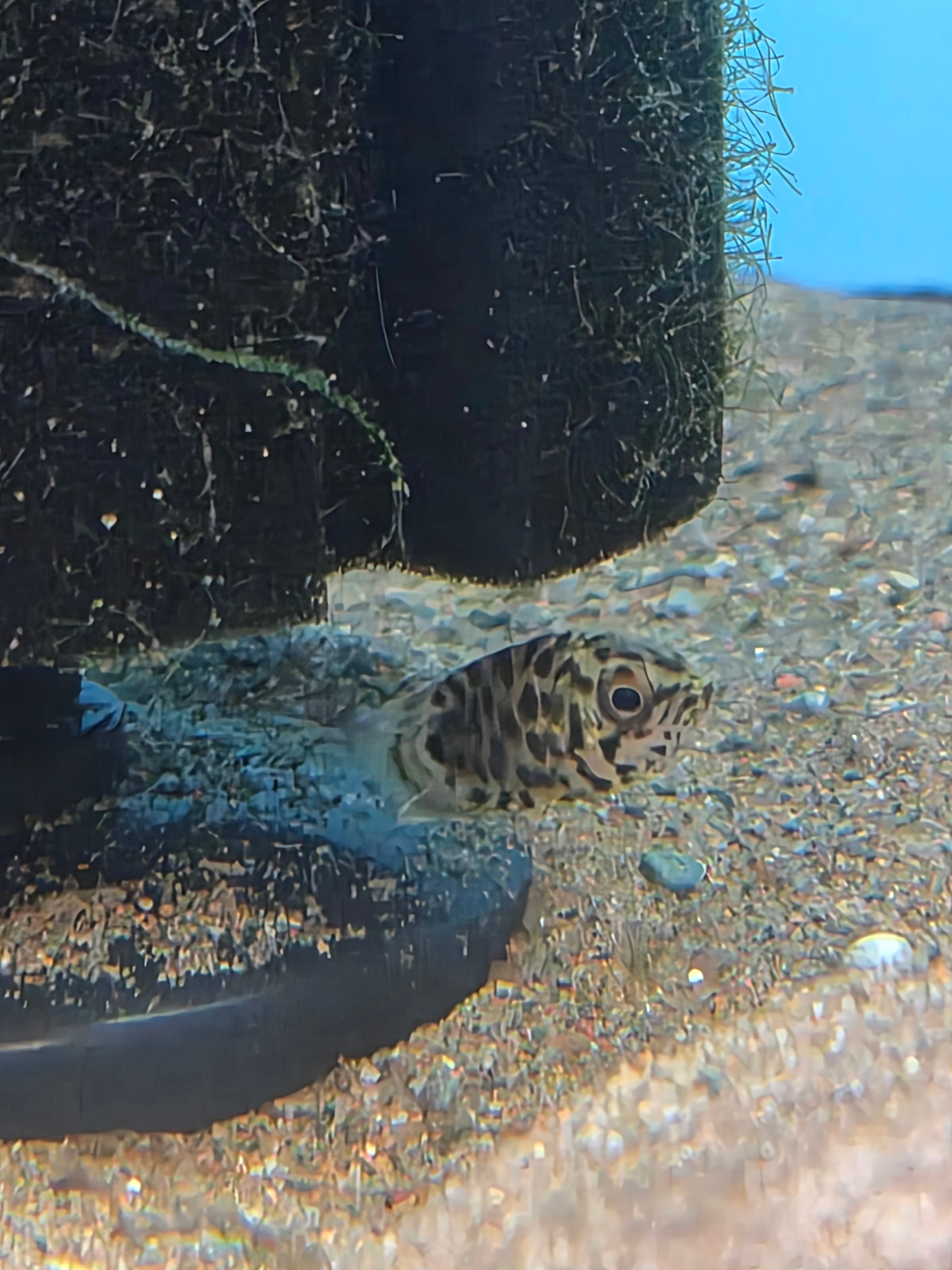 Spotted Leaf Fish