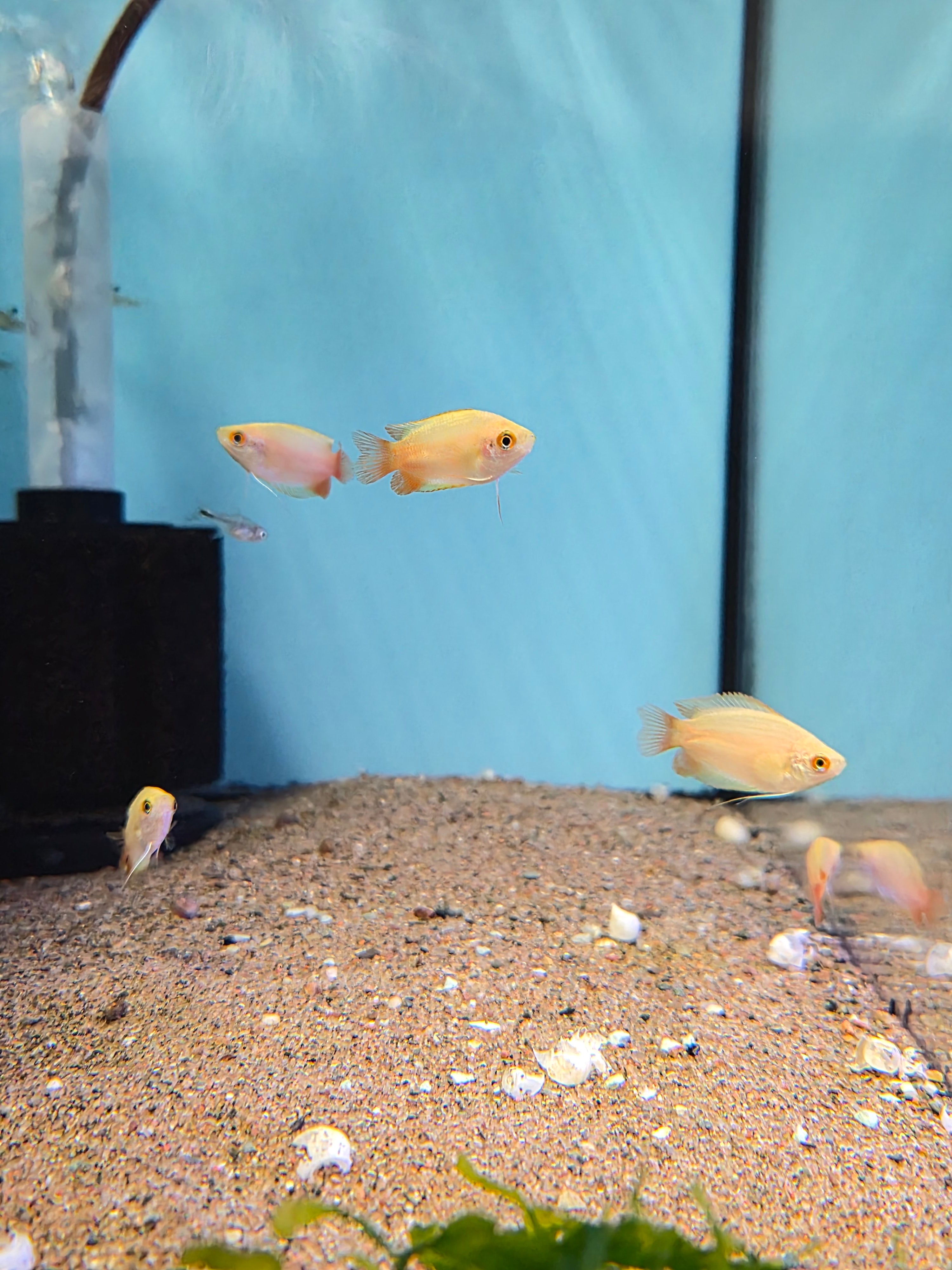 honey gourami
