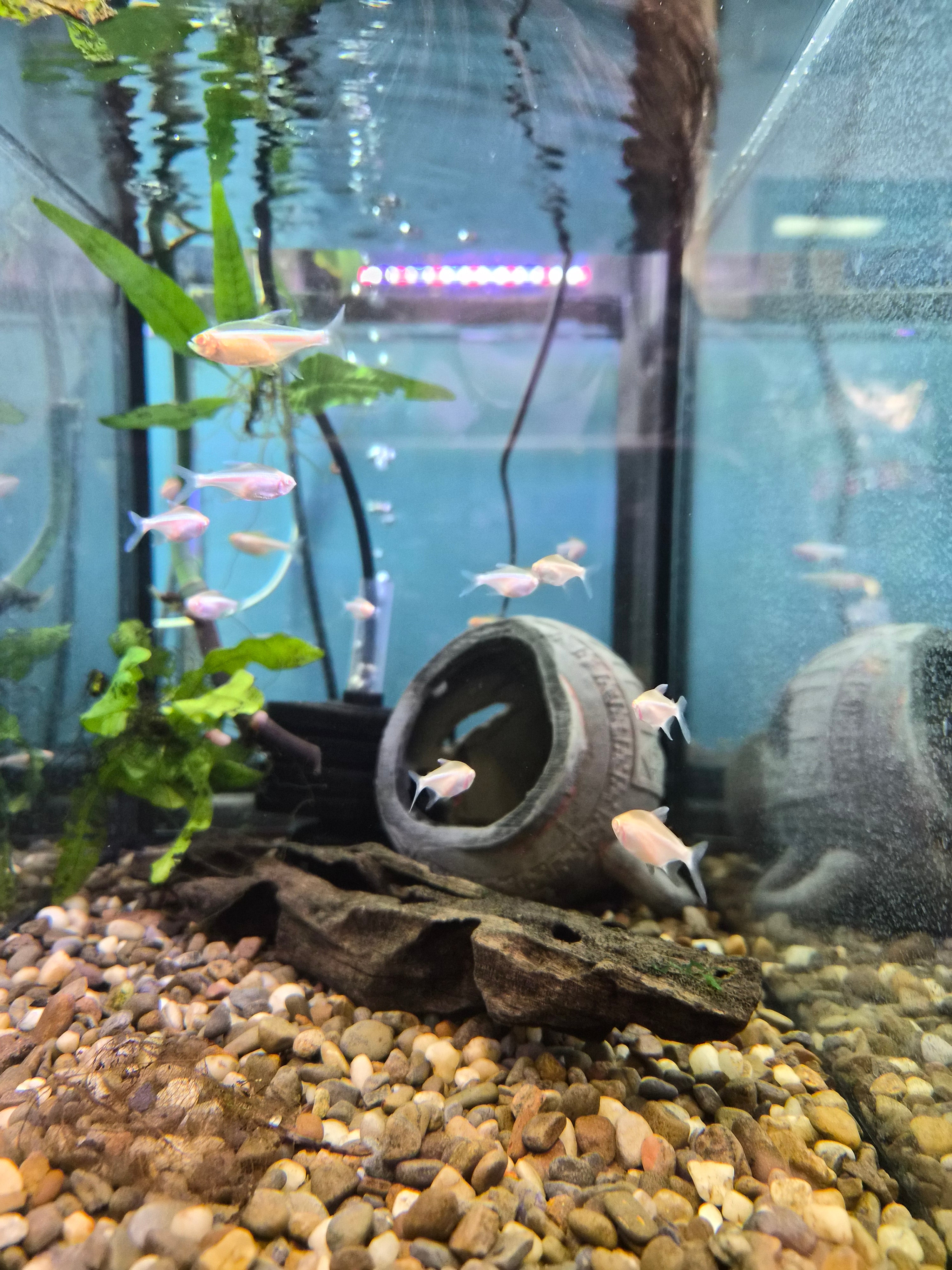 Albino Neon Tetra