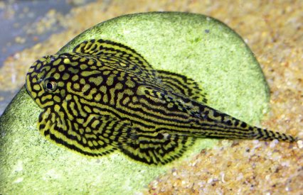 Borneo suckers