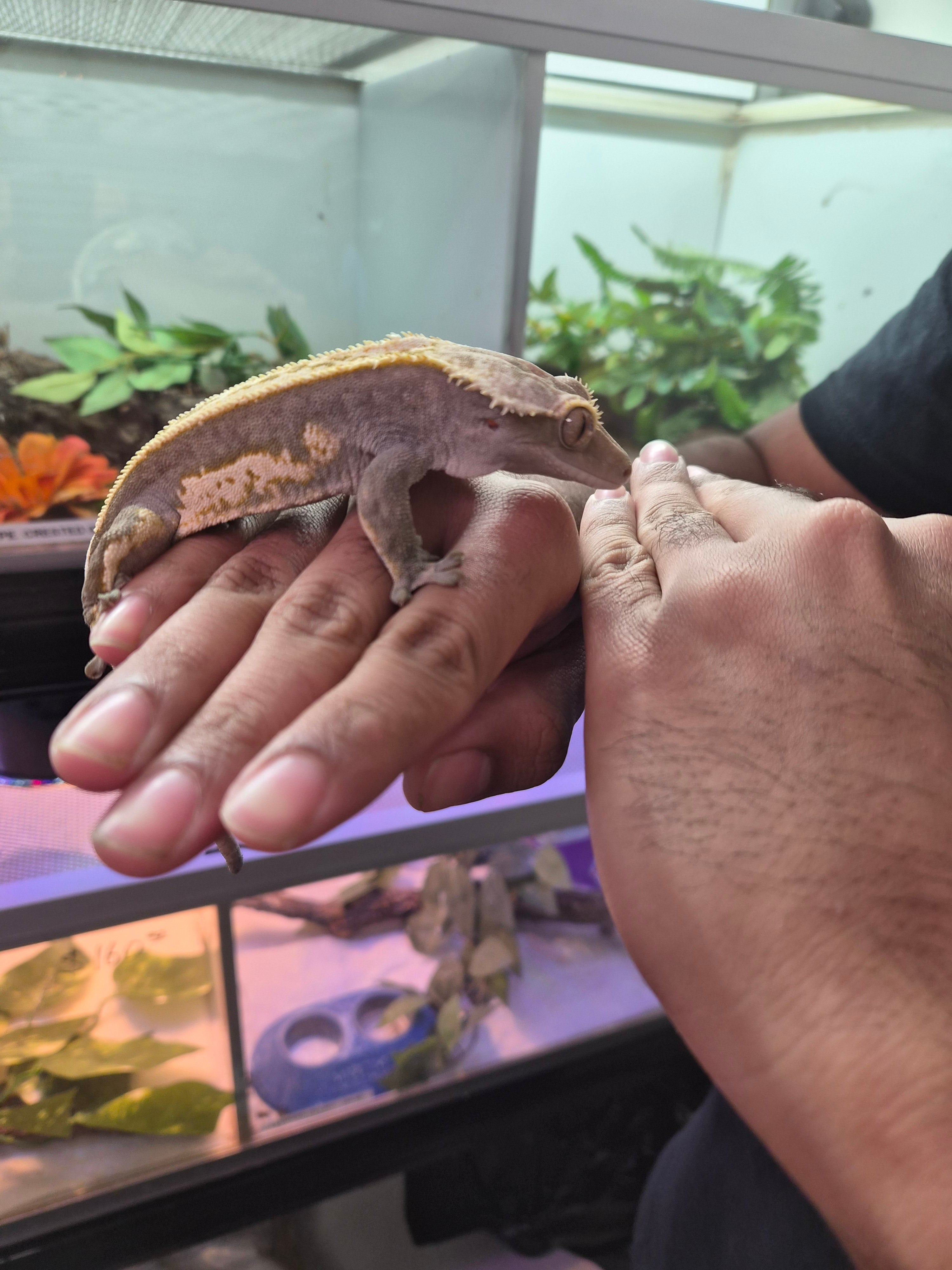Crested Gecko Pinstripe Harlequin Male