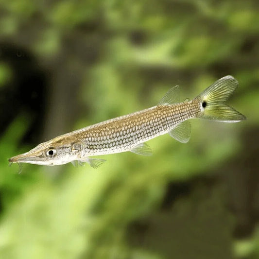Silver PIKE