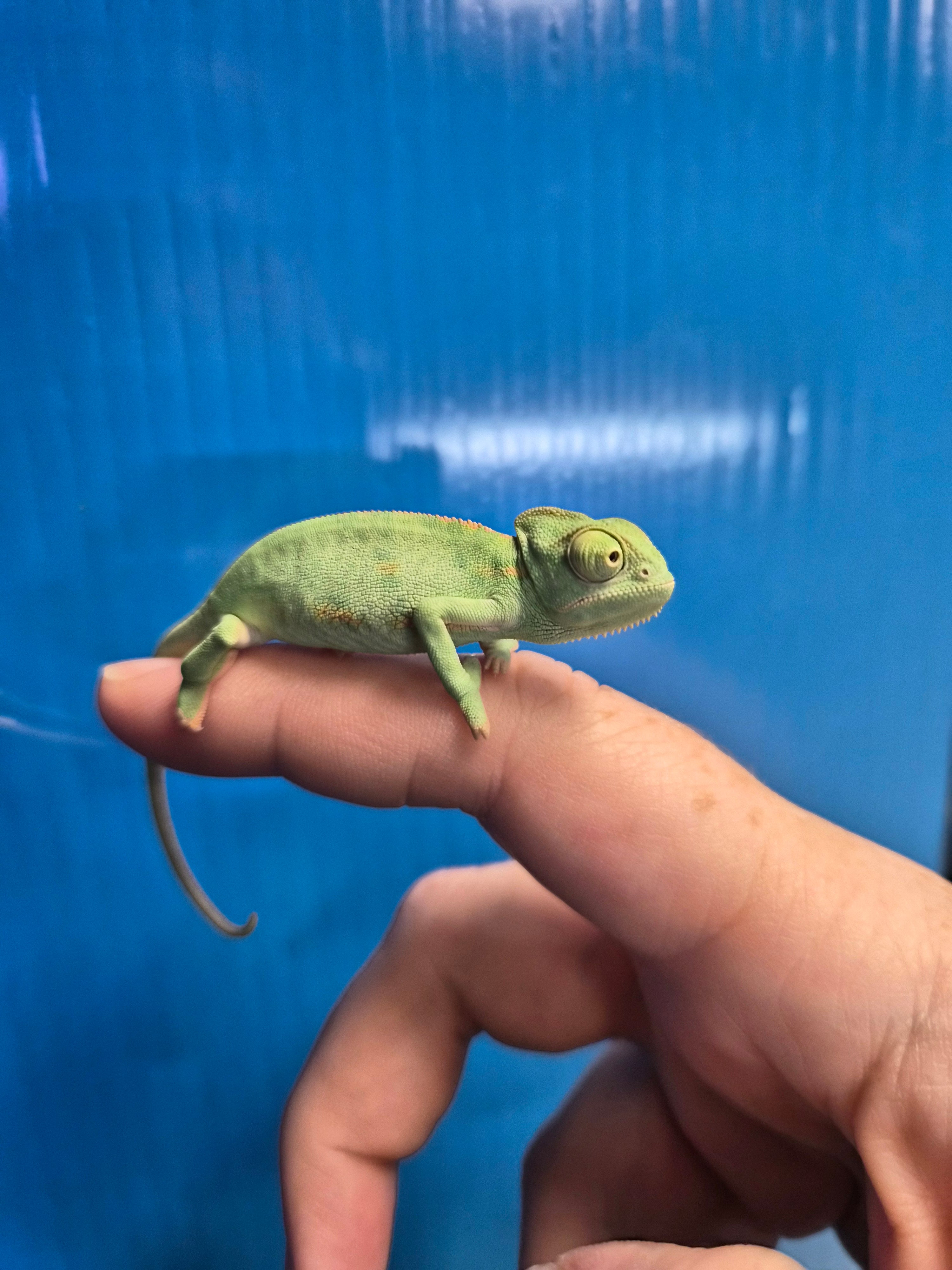 Veiled Chameleon Juvenile