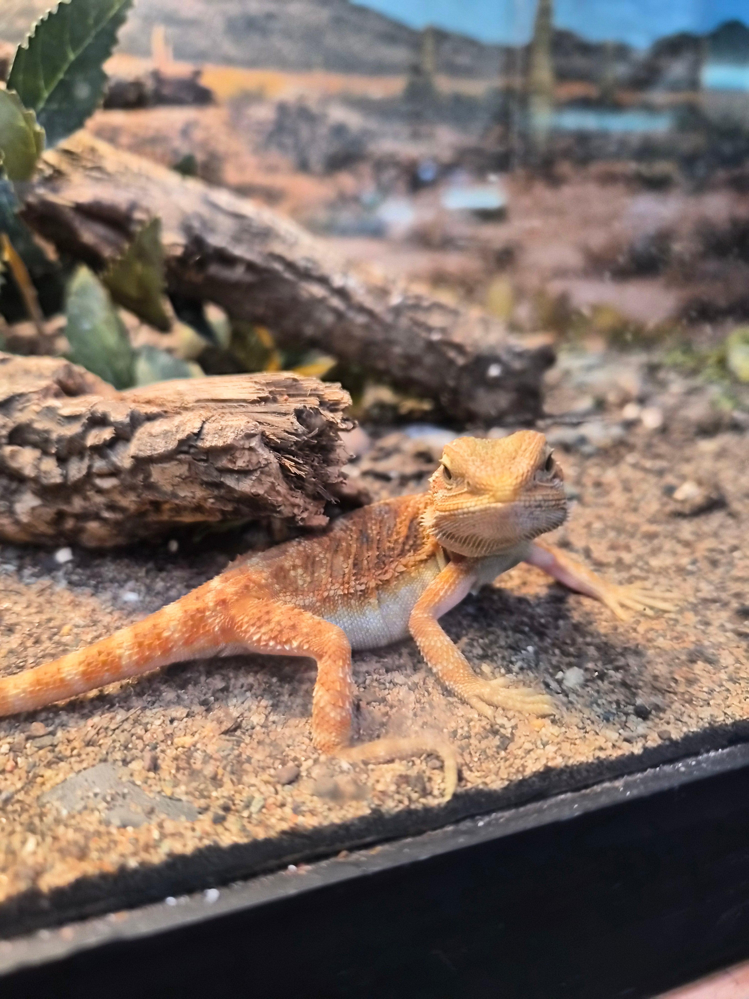 High Colour Juvenile Bearded Dragon