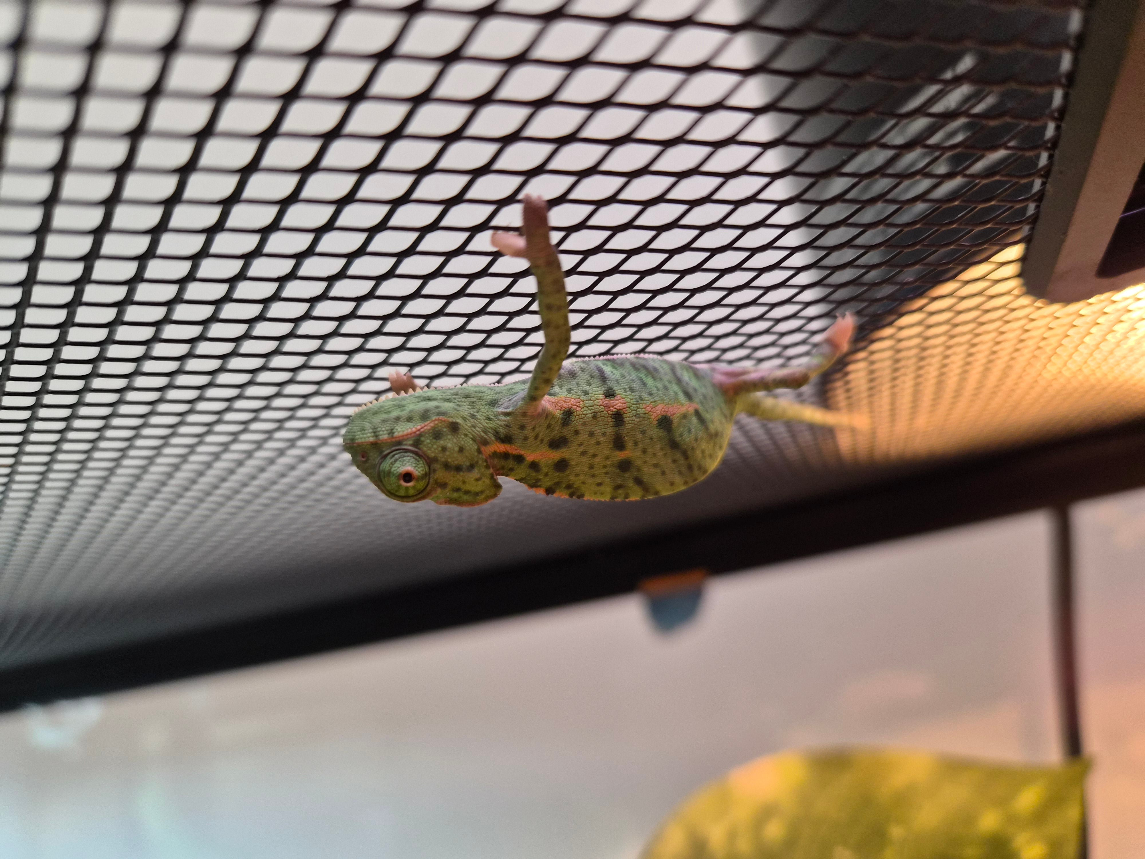 Veiled Chameleon Juvenile