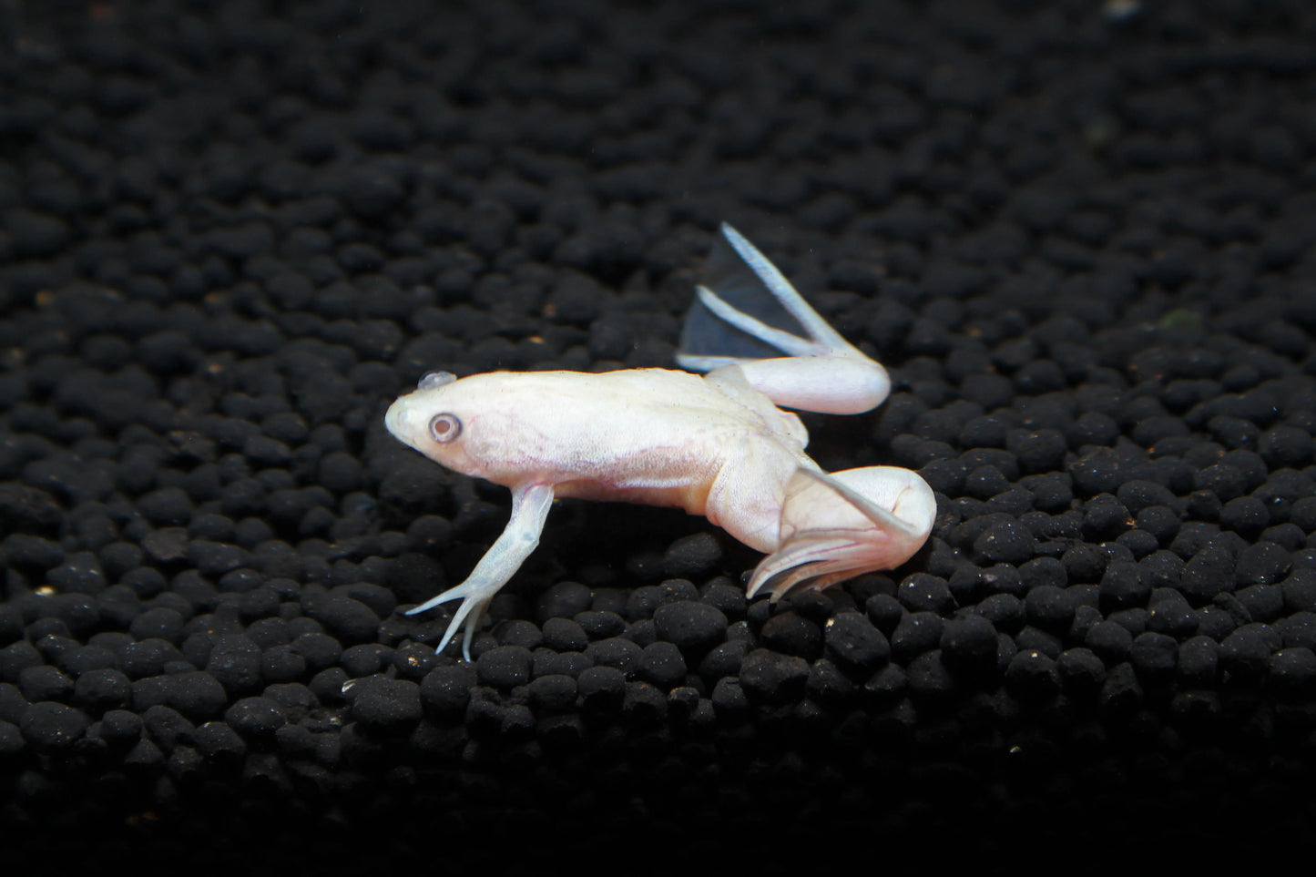 Albino clawed frog