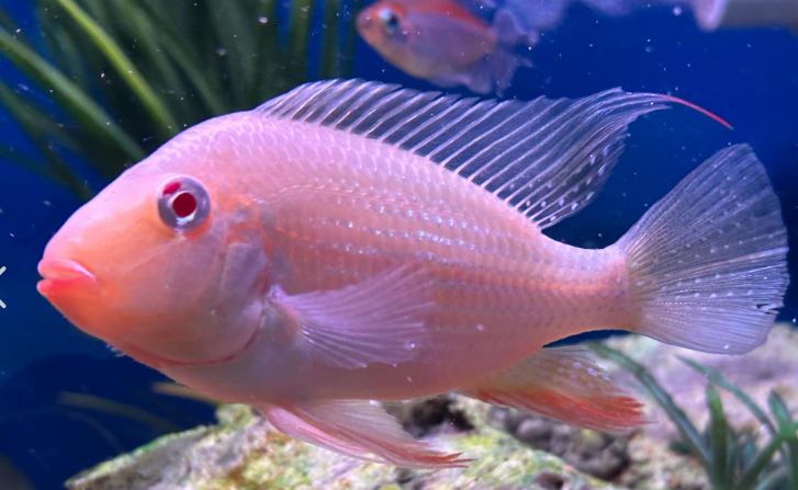 Albino Heckelii