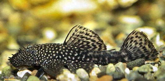 Bristlenose pleco