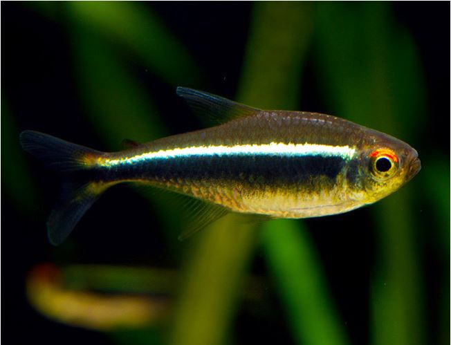 Black neon tetra