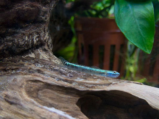 Neon Blue Goby