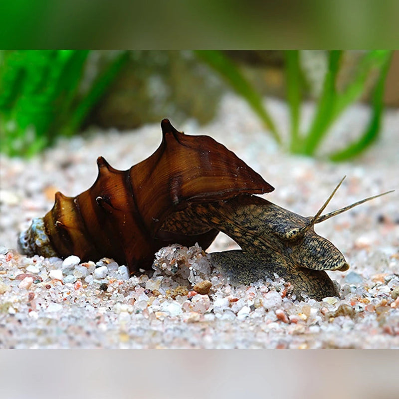 Snail with a large shell on a sandy substrate in an aquarium setting