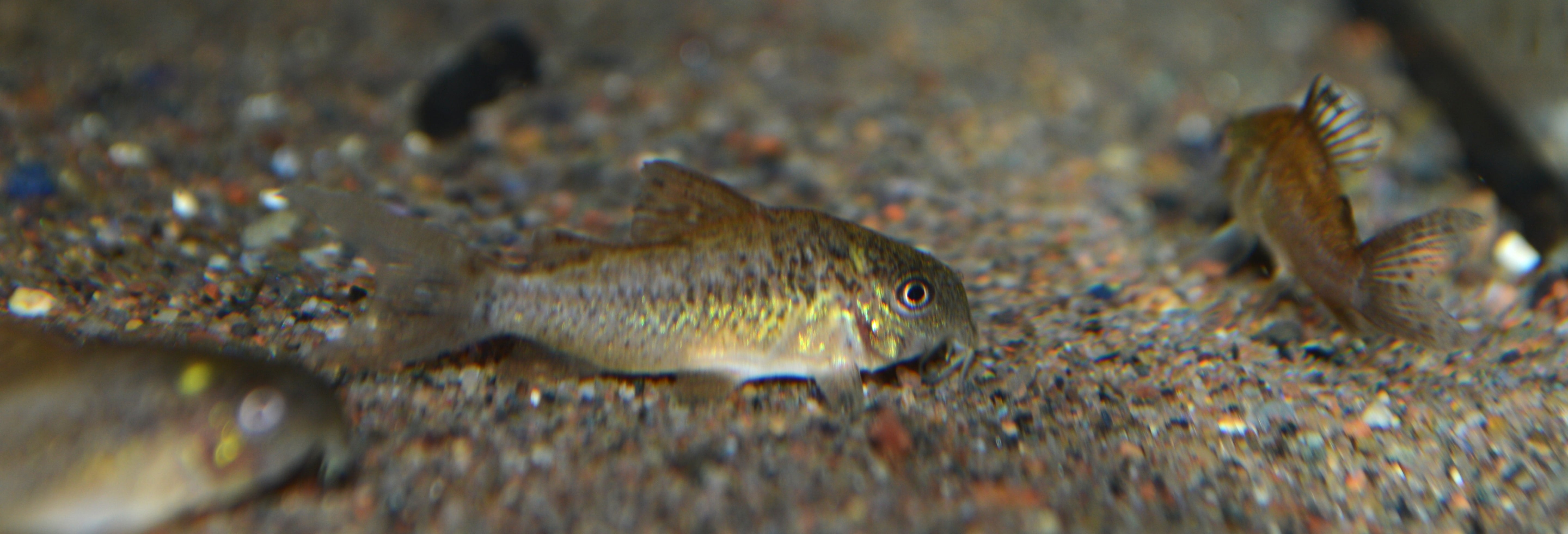 C005 Albertini Cory(rare) Juvenile