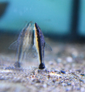Buy Live Freshwater Fish Online in Canada | Maritime Fins NS