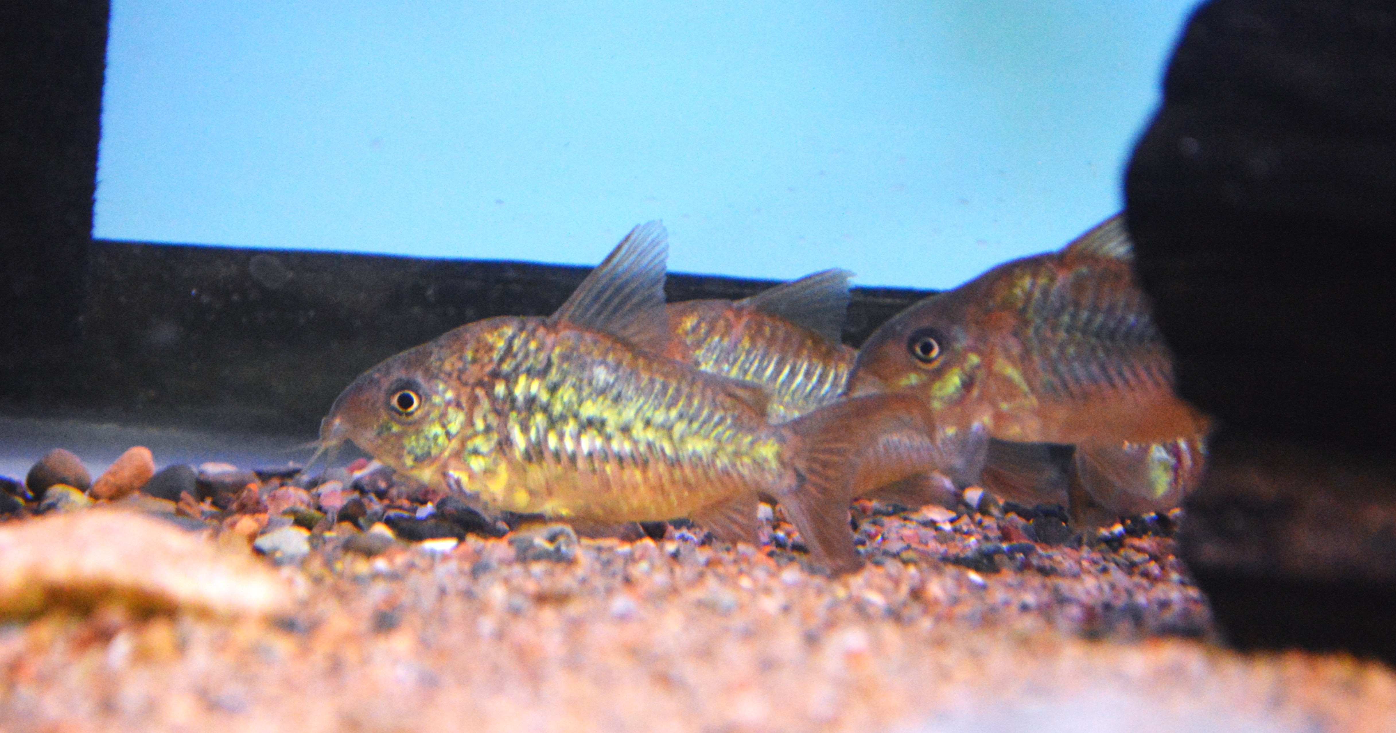 C005 Albertini Corydora (rare) Large Pairs