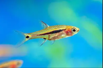 Exclamation Point Rasbora