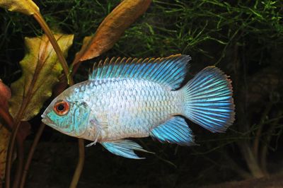 Electric Blue Acara