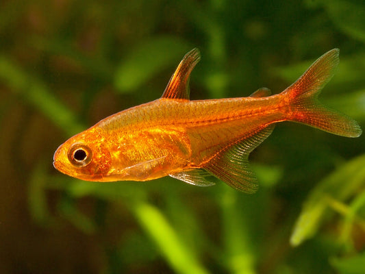 Ember Tetra