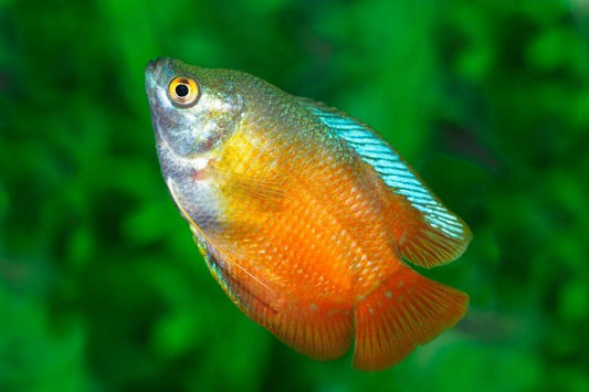 Giant Gourami