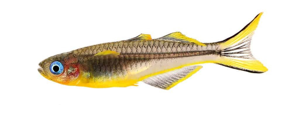 Southern blue eyed rainbow