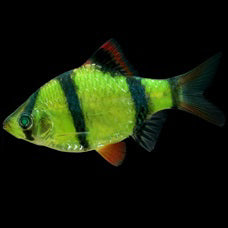 GloFish