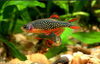 Galaxy Rasbora (CBD)