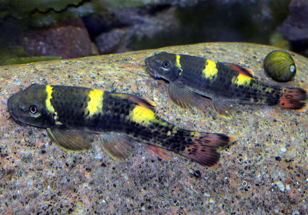 Panda Garra
