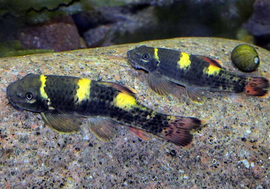 Panda Garra