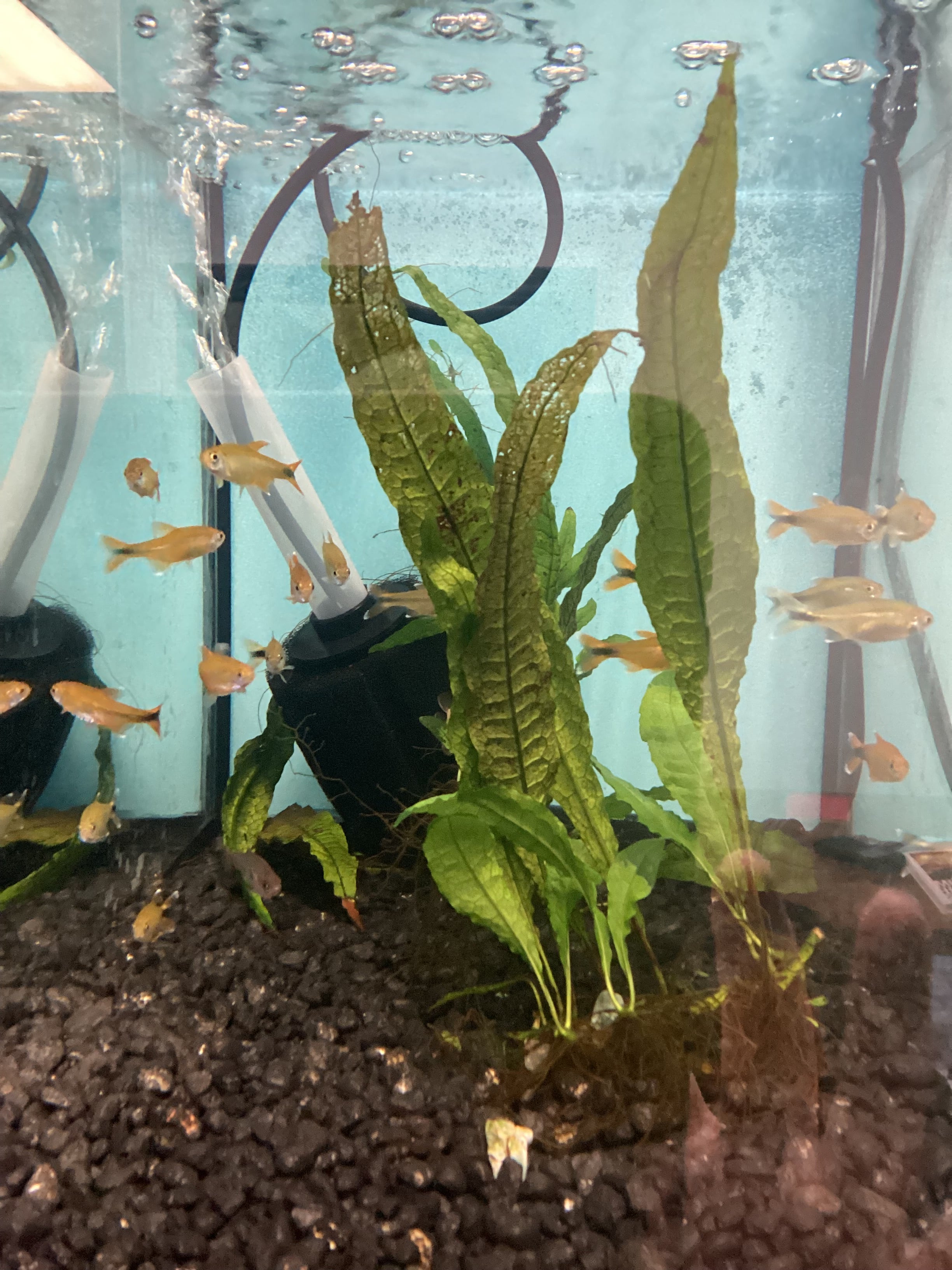 Silver Tip Tetra