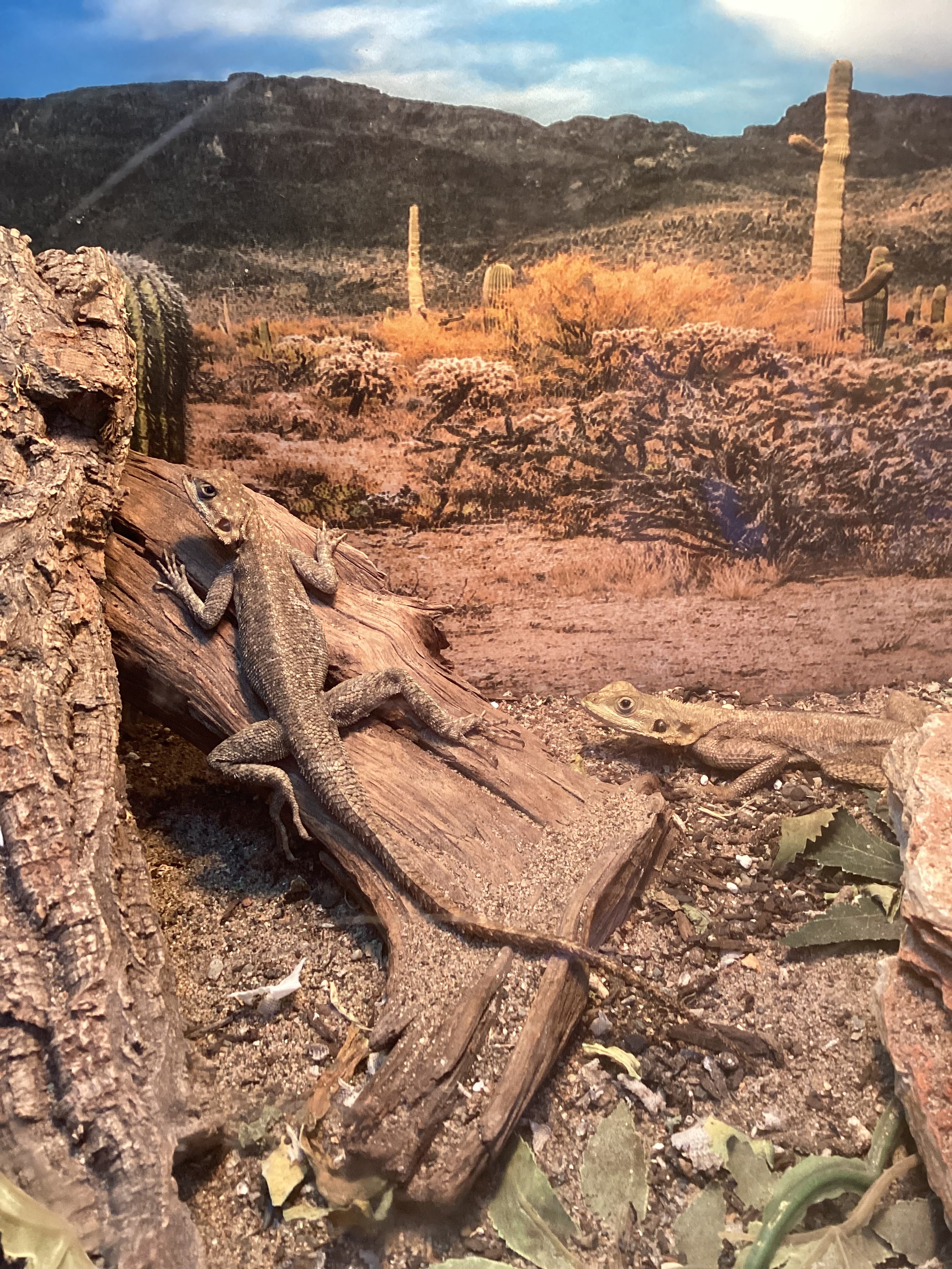 Red Head Agama Juvenile