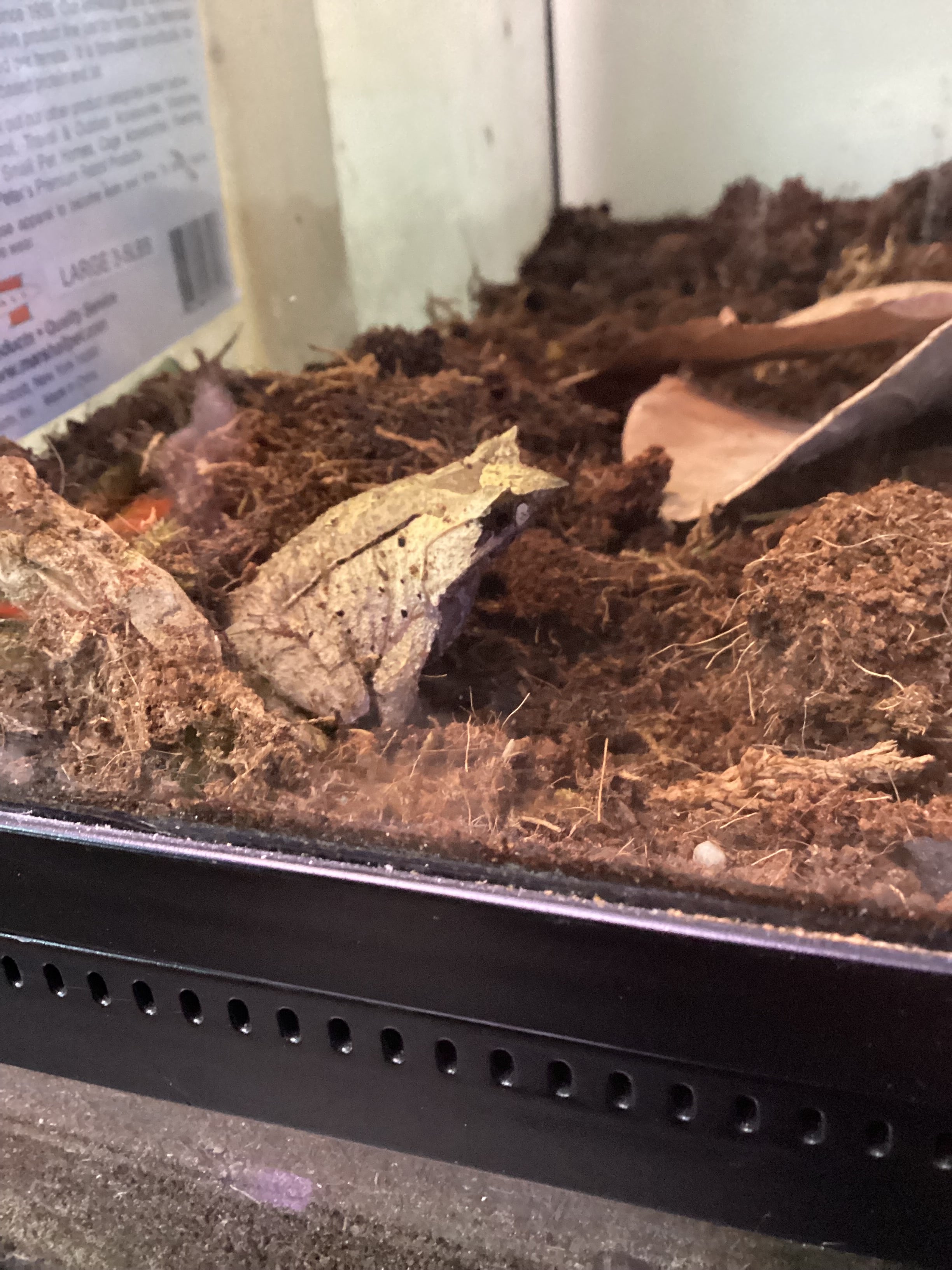 Horned Mountain Frog