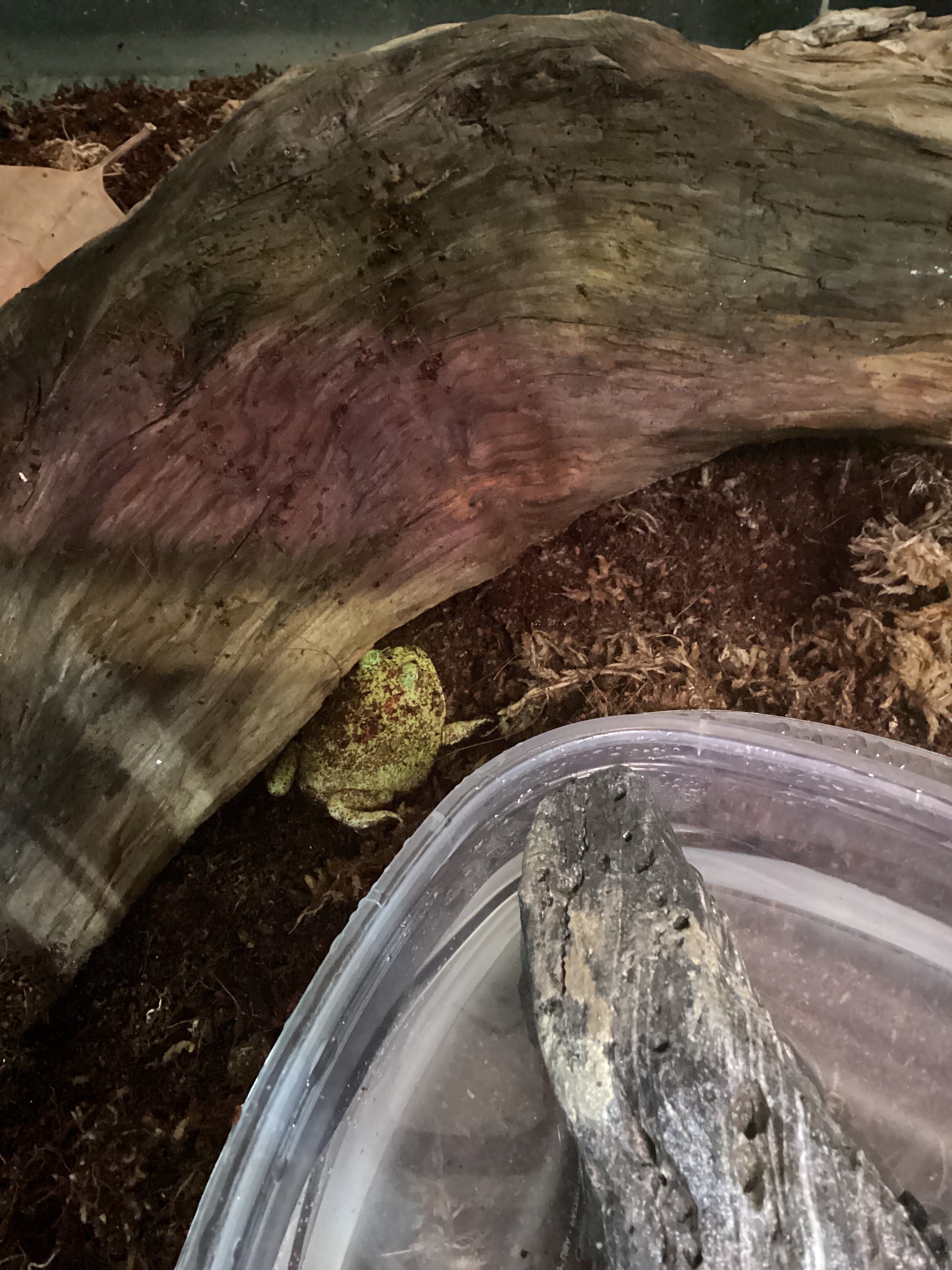 Pac-Man Pikachu Frog