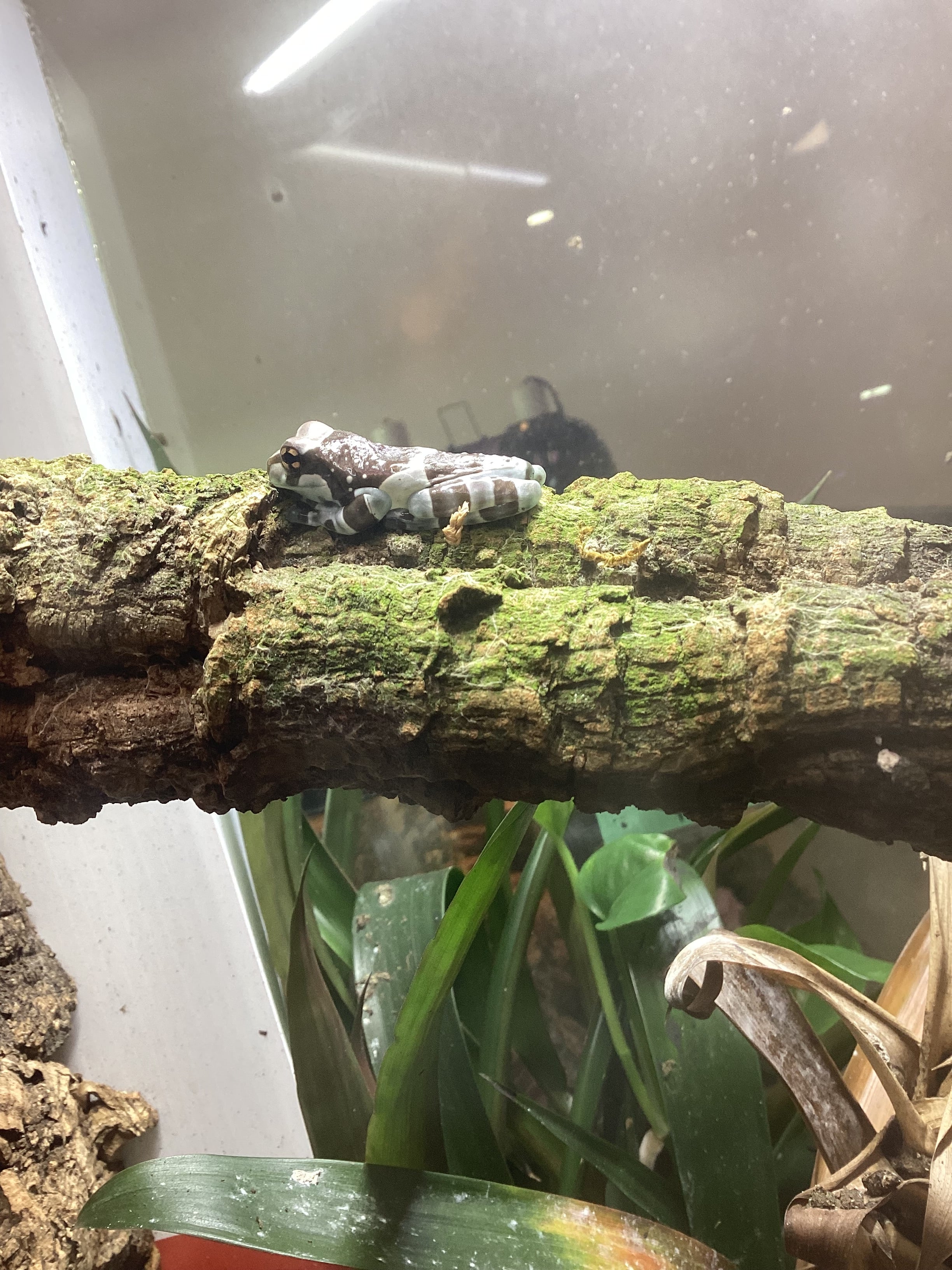 Amazon Milk Frogs Juvenile