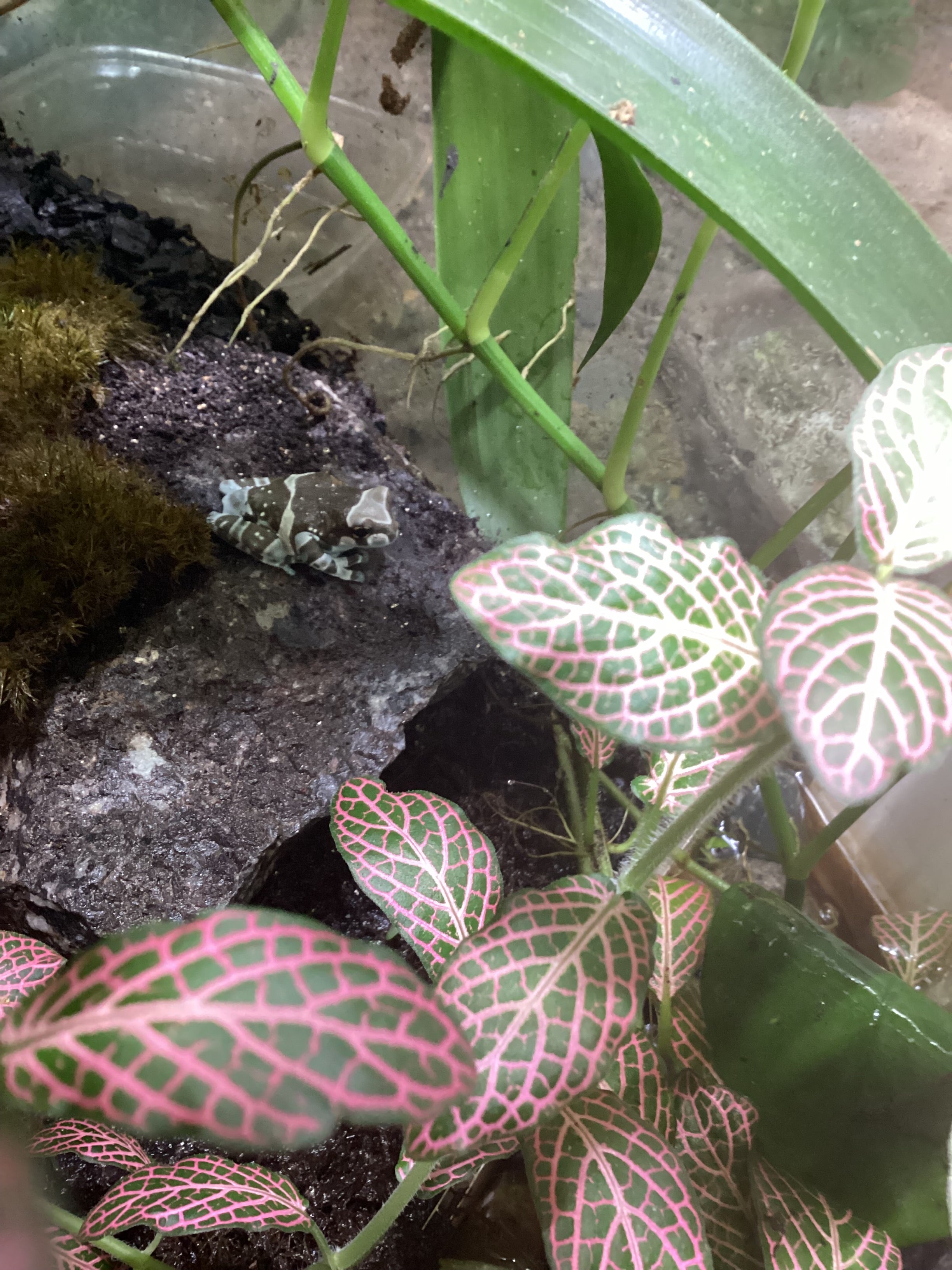 Amazon Milk Frogs Juvenile