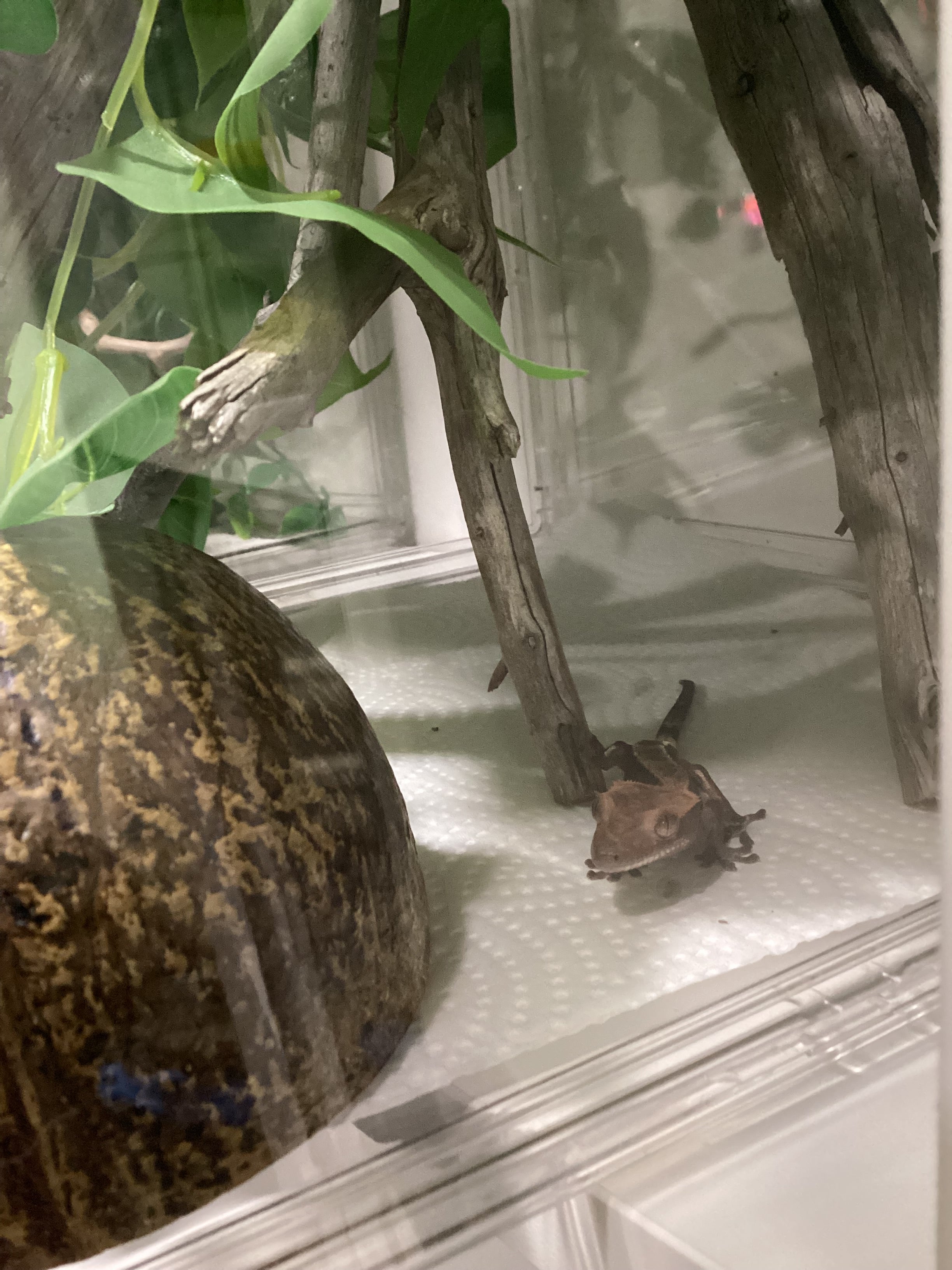 Coastal Gecko Kit -Cappuccino