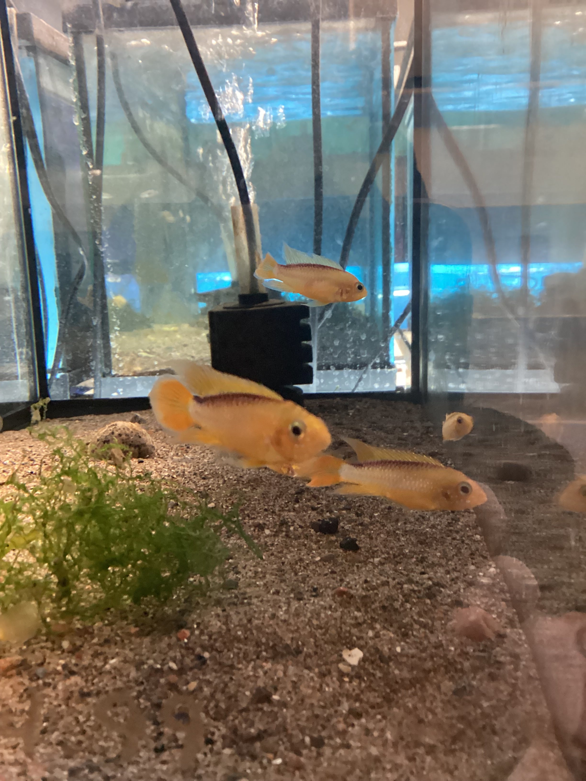 Fire Gold Apisto