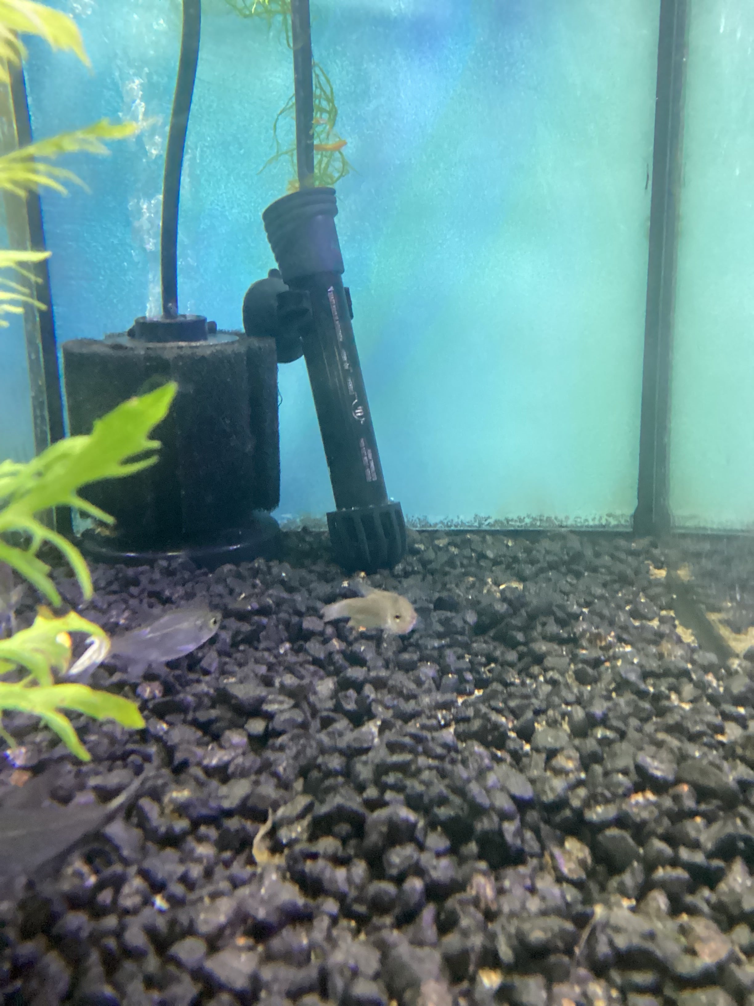 Black Paradise Gourami