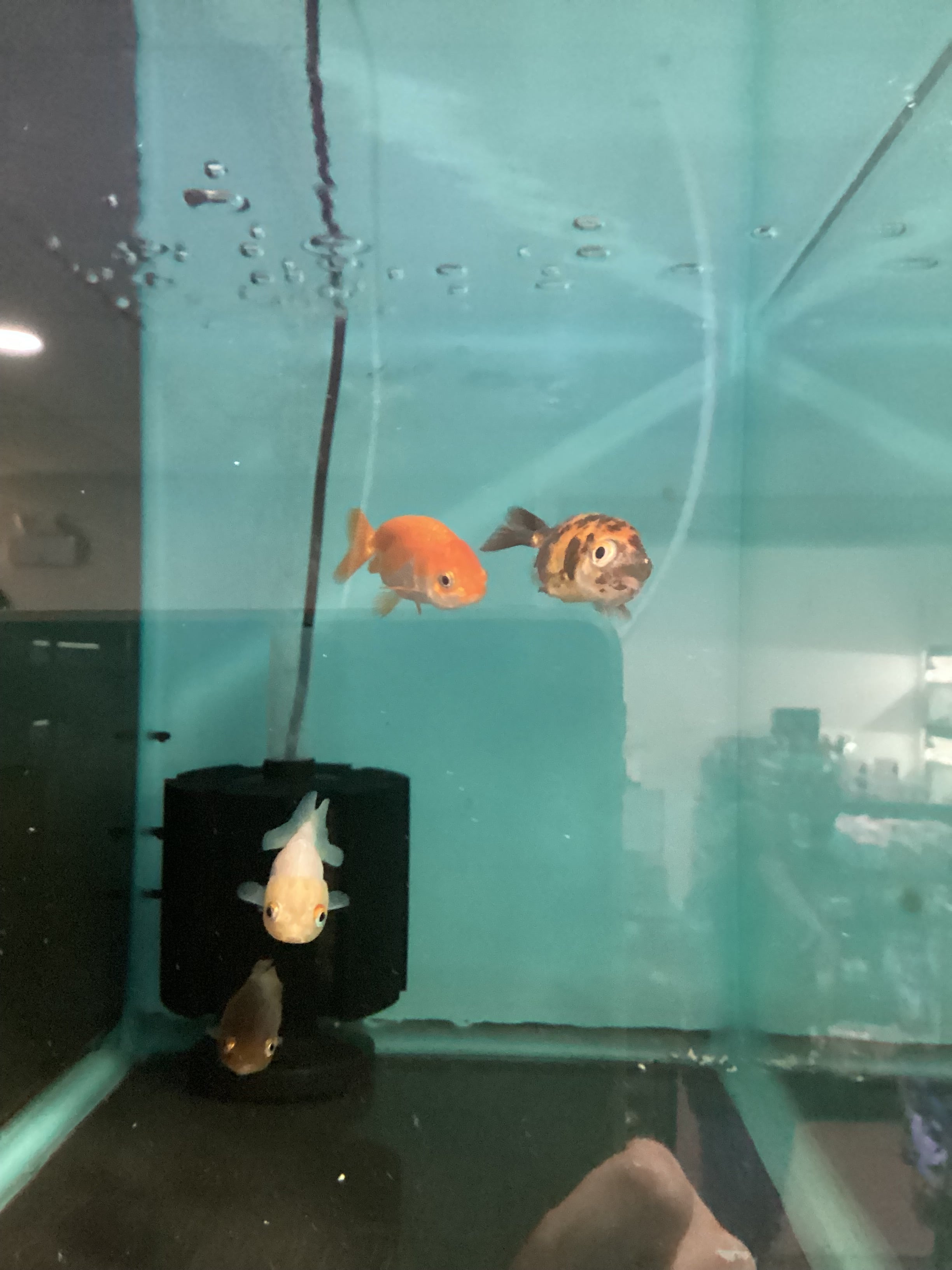Ranchu
