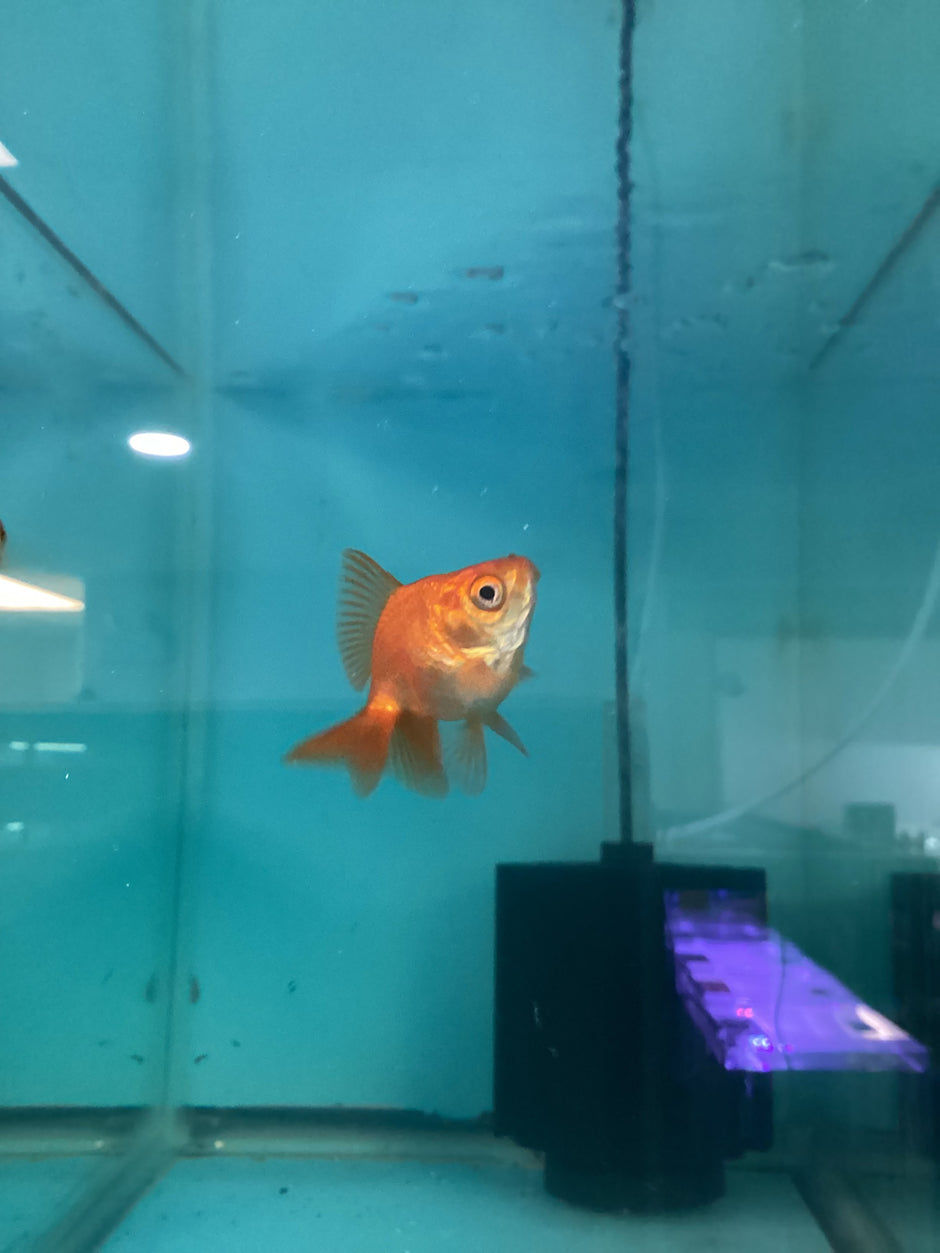 Curated visual reference: Picture Idea: Live Goldfish For Sale In Canada