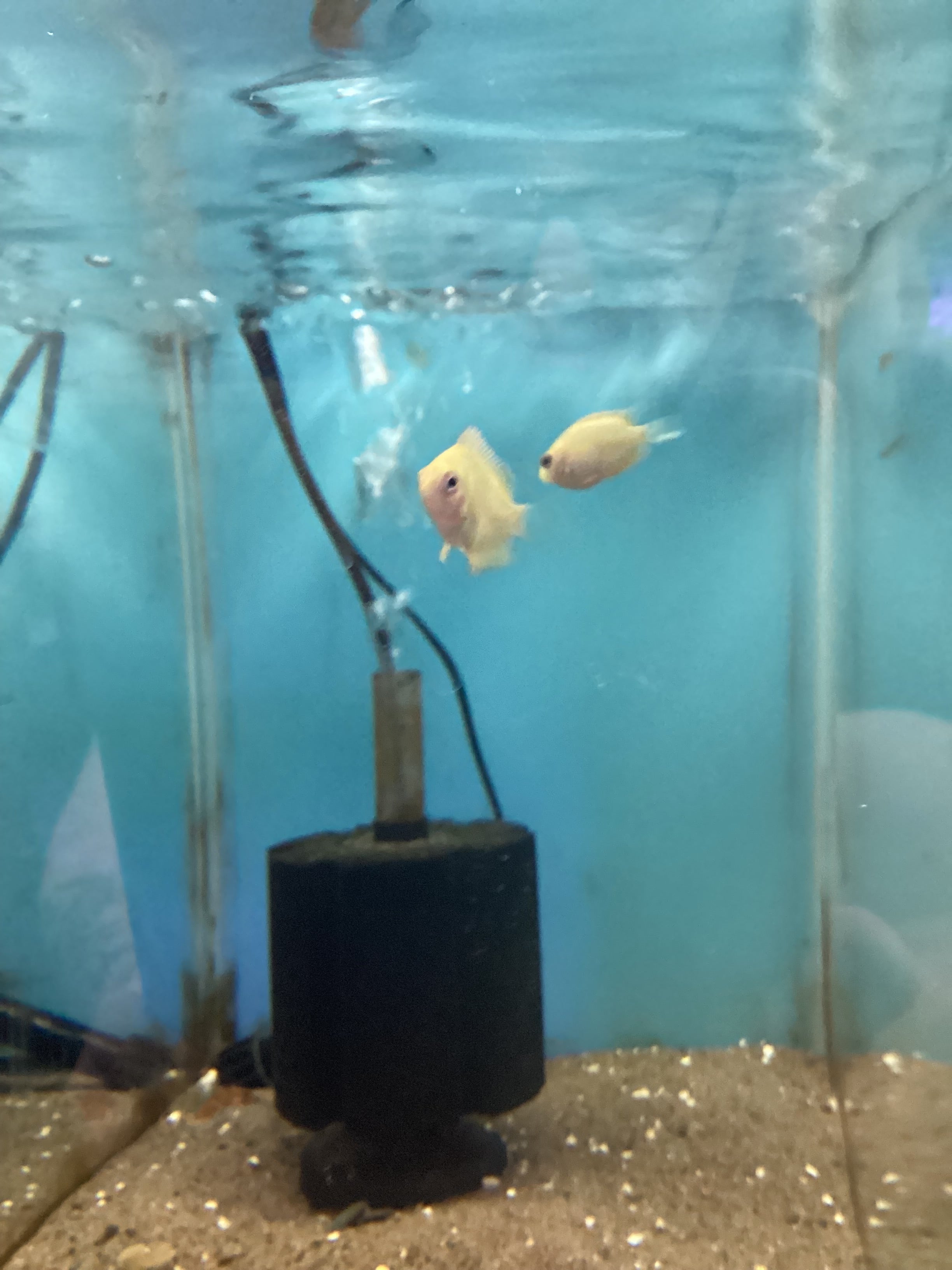 Gold Severum