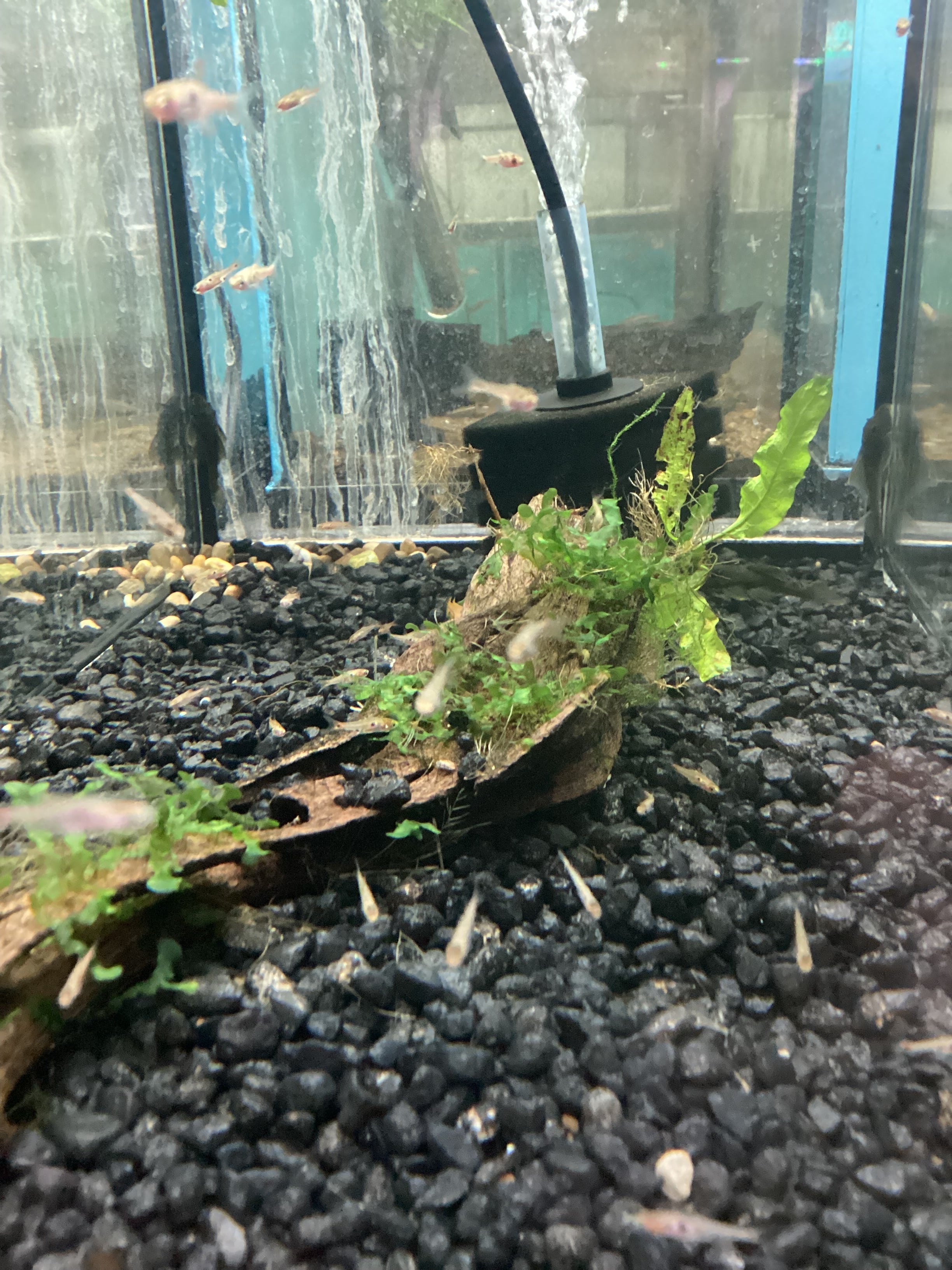 Strawberry Rasbora