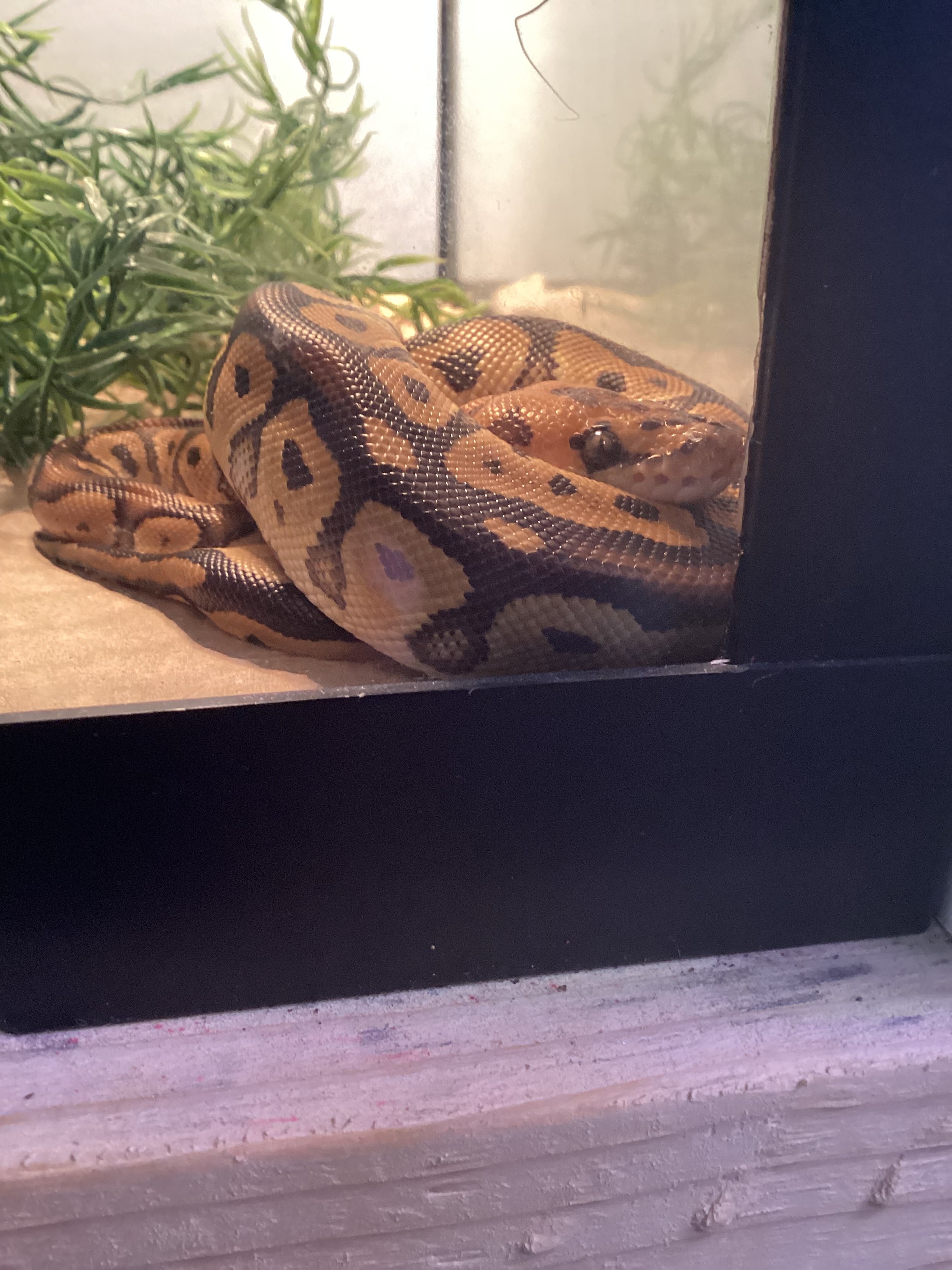 Juvenile Ball Python (clown)