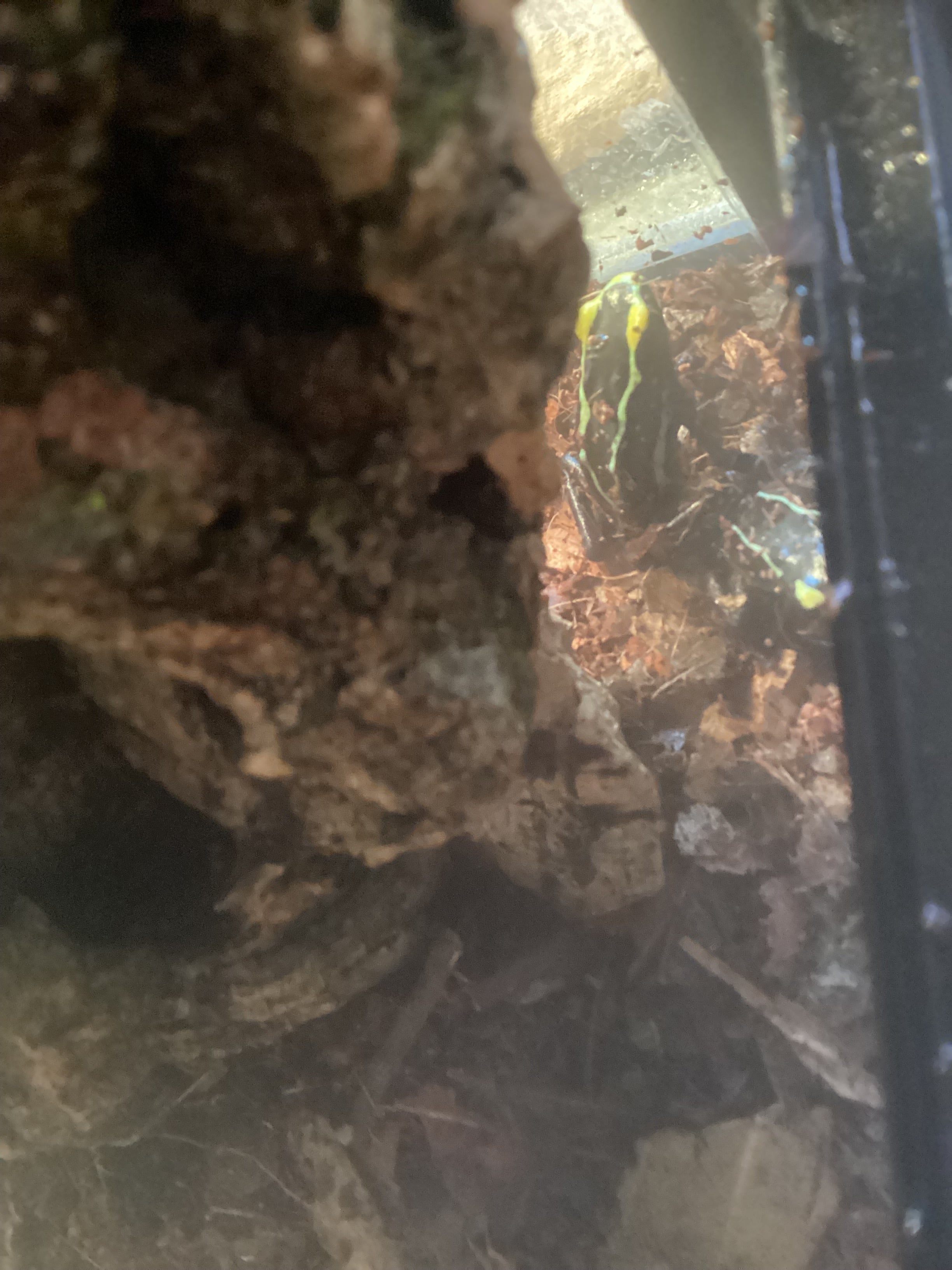 Blue Cobalt Dart Frog