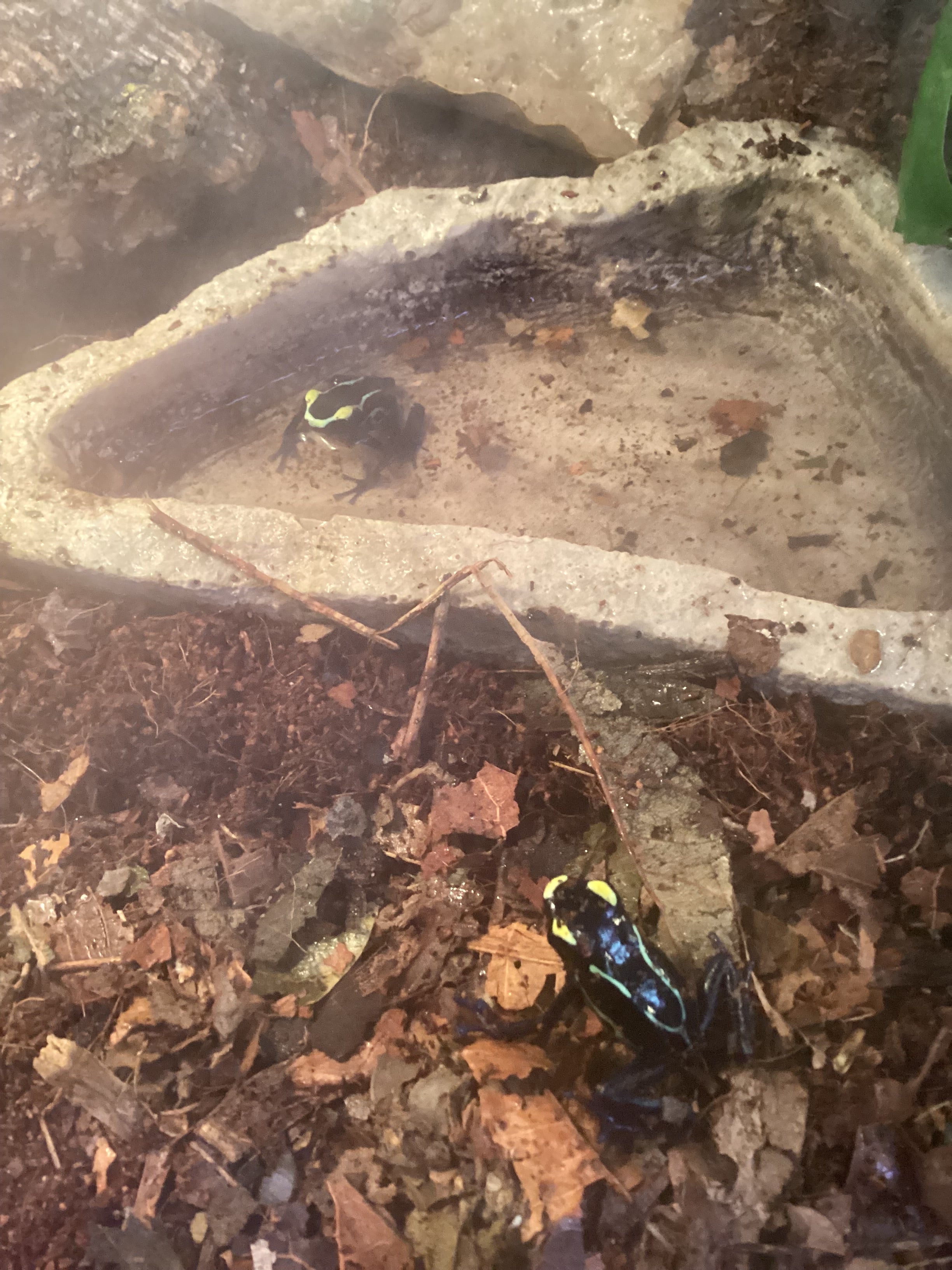 Blue Cobalt Dart Frog