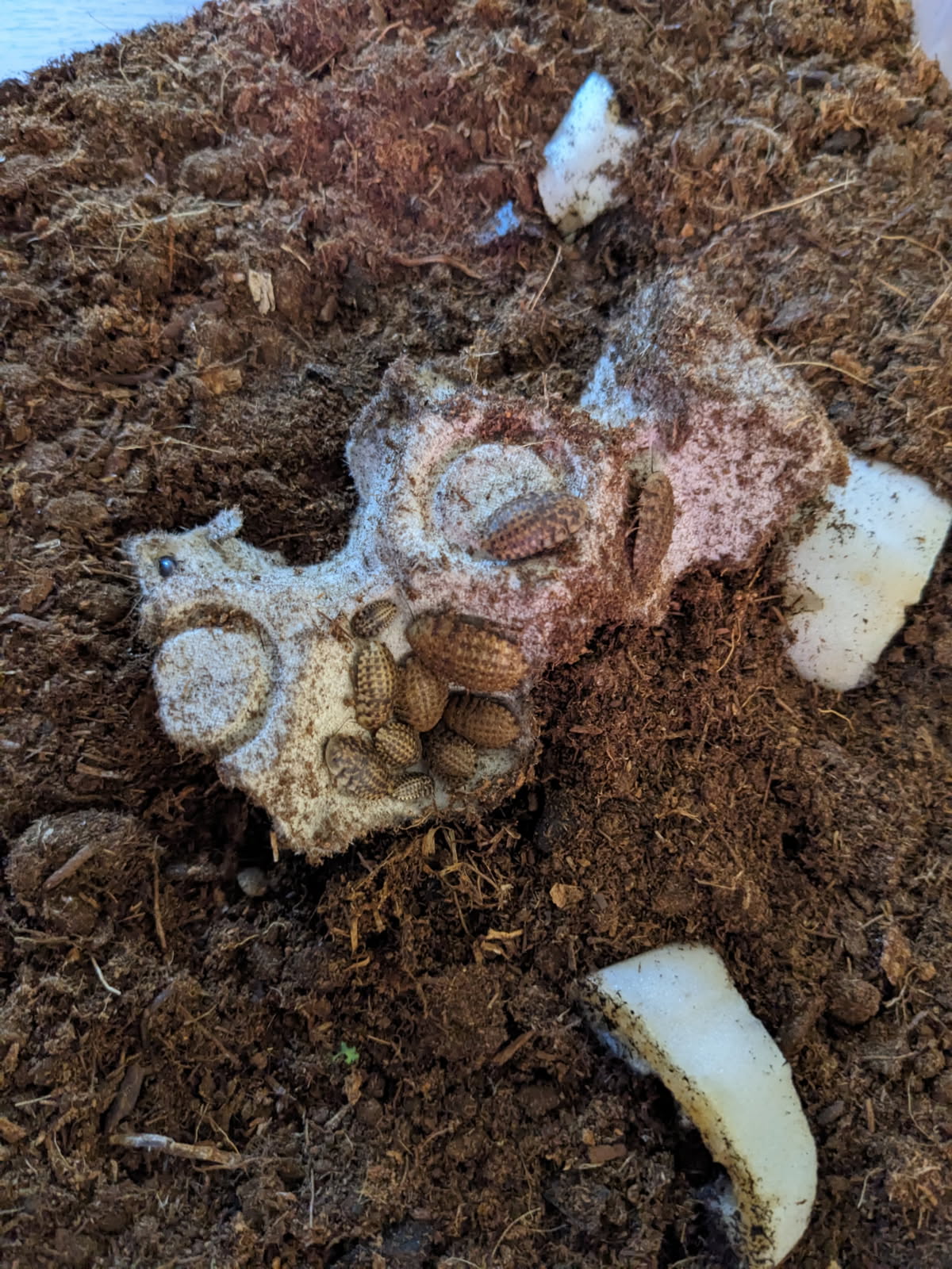 Discoid Roaches (a Dozen)